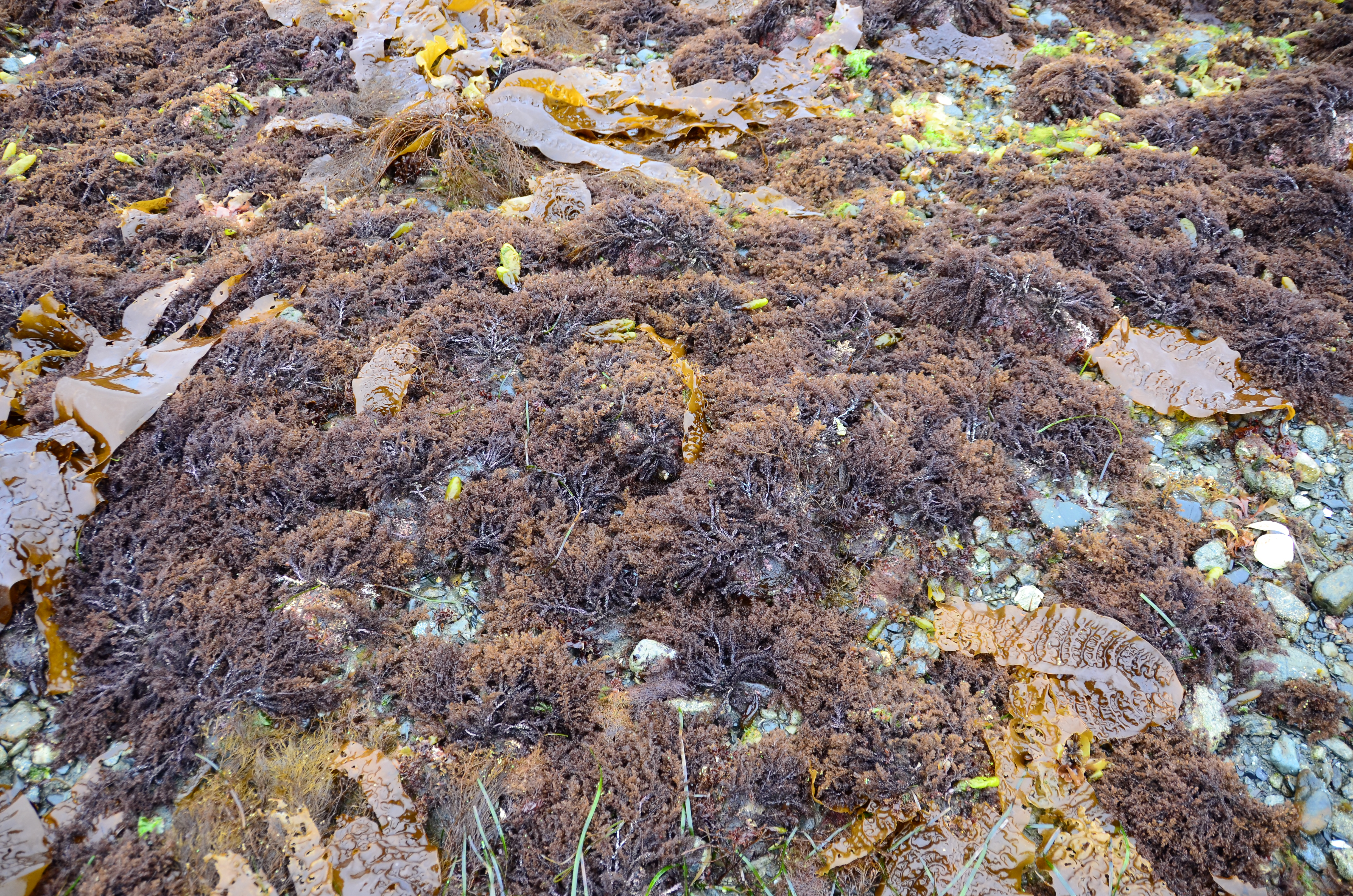 Neorhodomela aculeata – M. Lindeberg · Southeast · May 2013