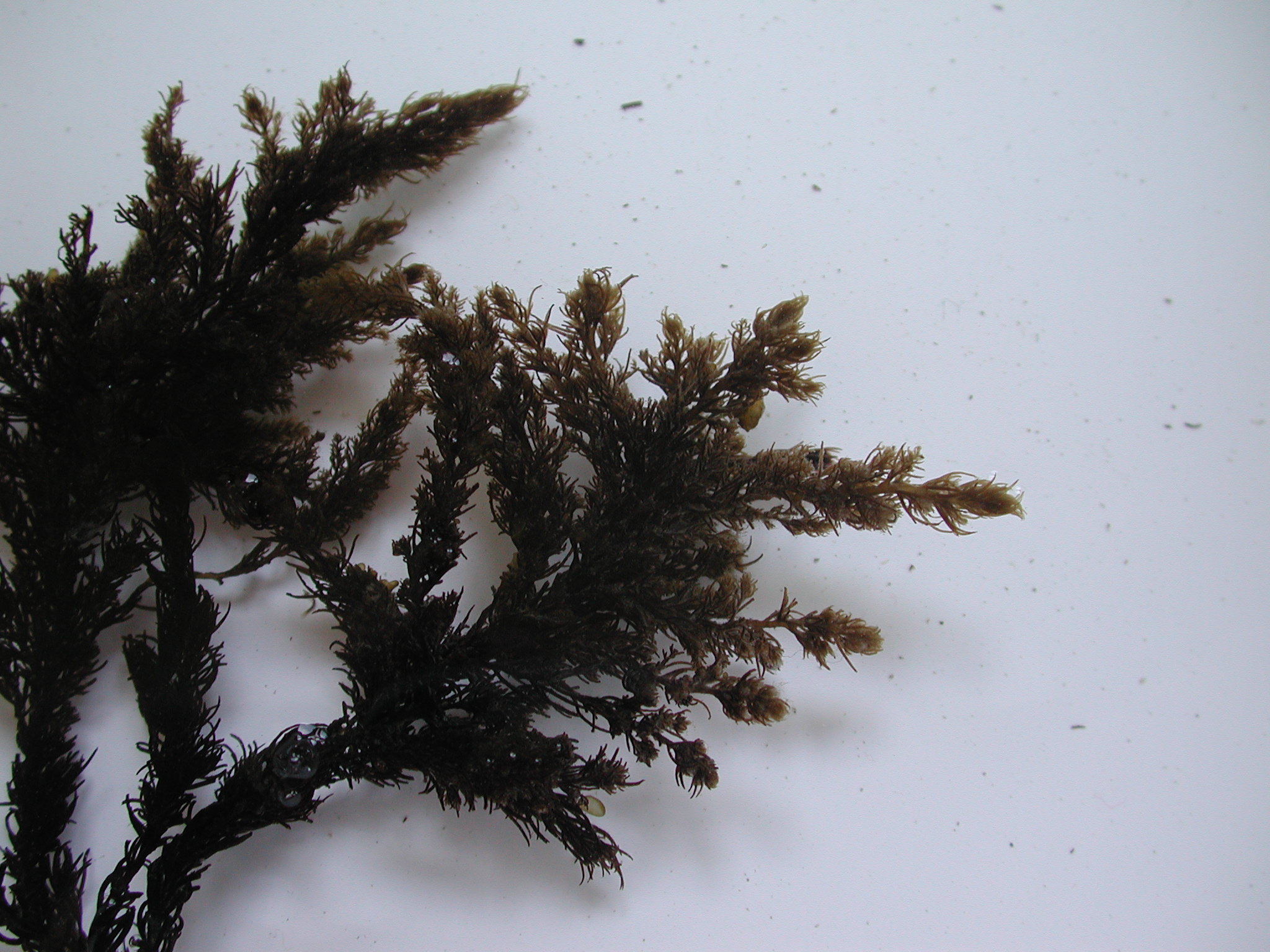 Neorhodomela aculeata – M. Lindeberg · Cook Inlet · June 2003