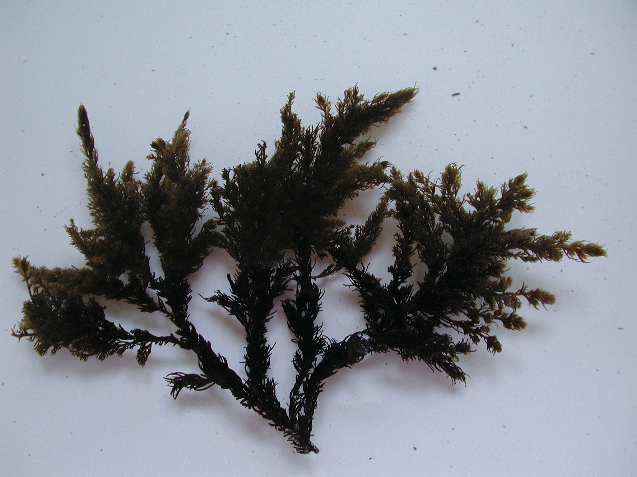 Neorhodomela aculeata – M. Lindeberg · Cook Inlet · June 2003