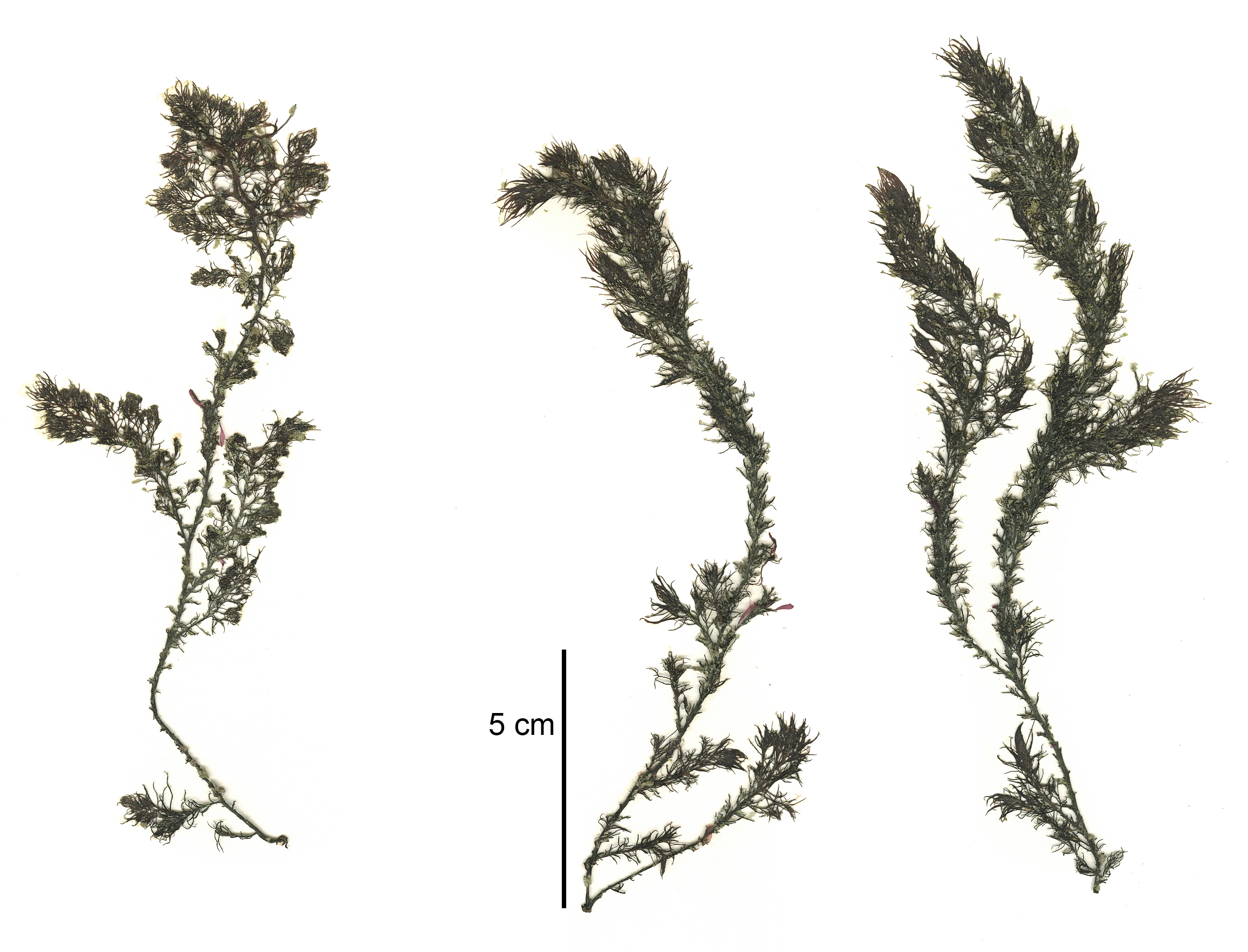 Neorhodomela aculeata – M. Lindeberg · Cook Inlet · May 2018