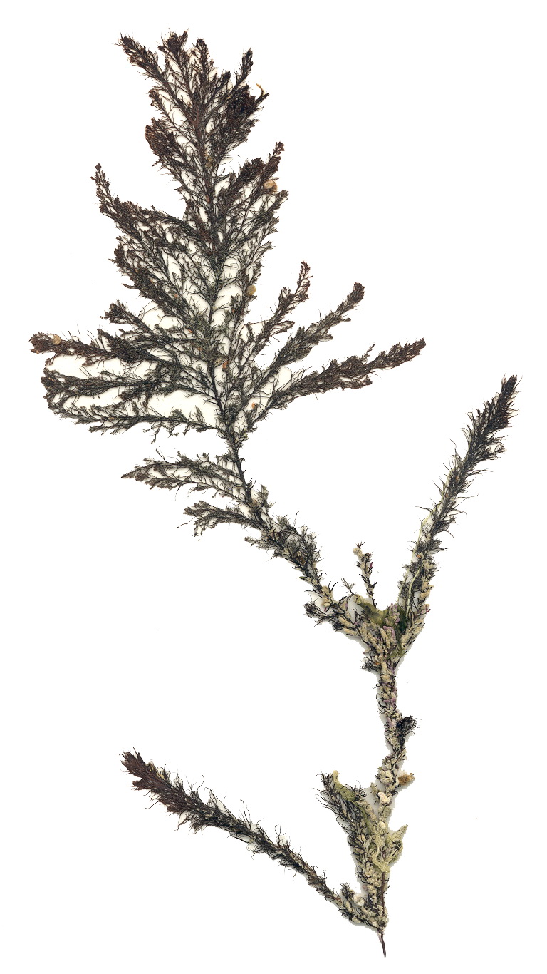 Neorhodomela aculeata