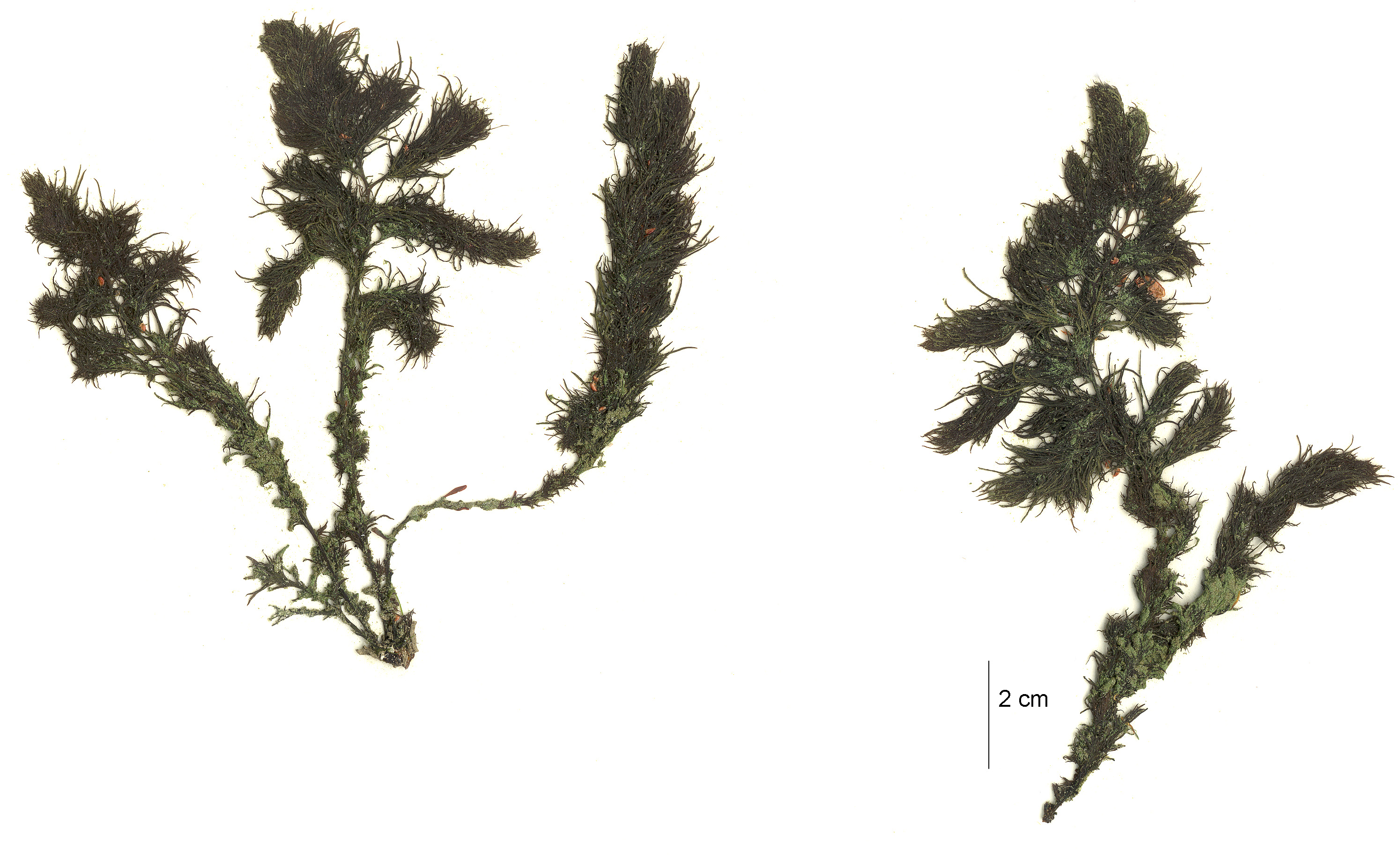 Neorhodomela aculeata – M. Lindeberg