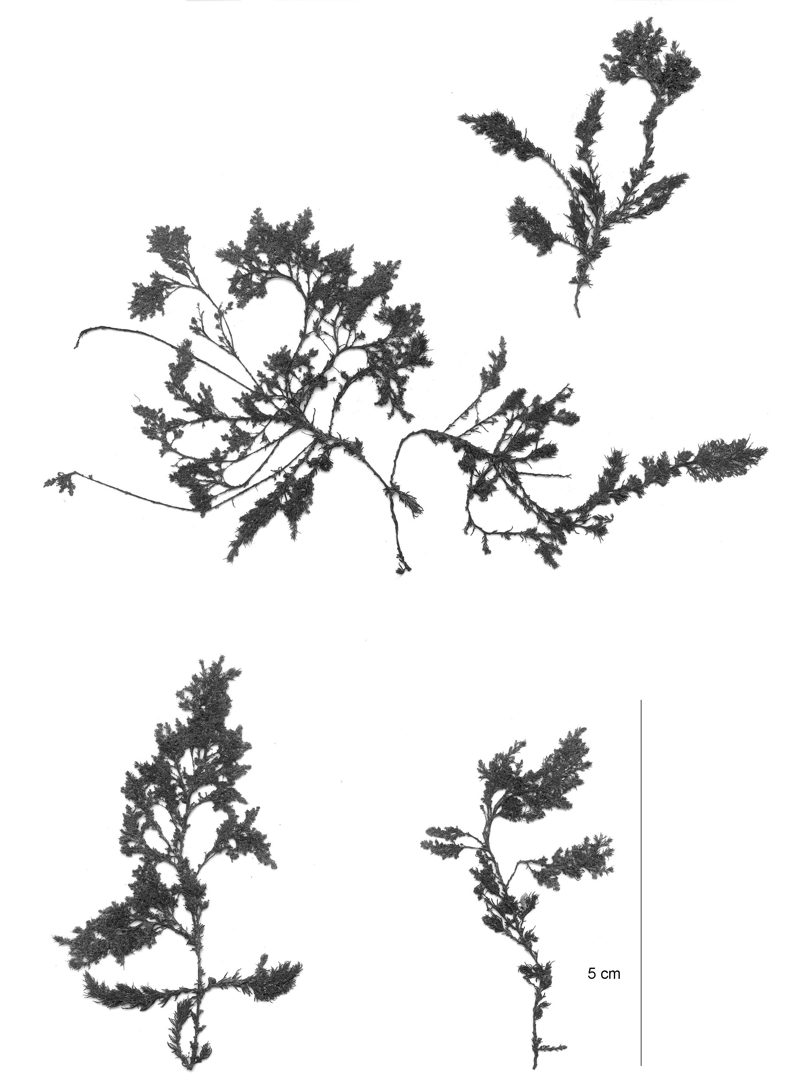 Neorhodomela aculeata – M. Lindeberg · Aleutian Islands · July 2006