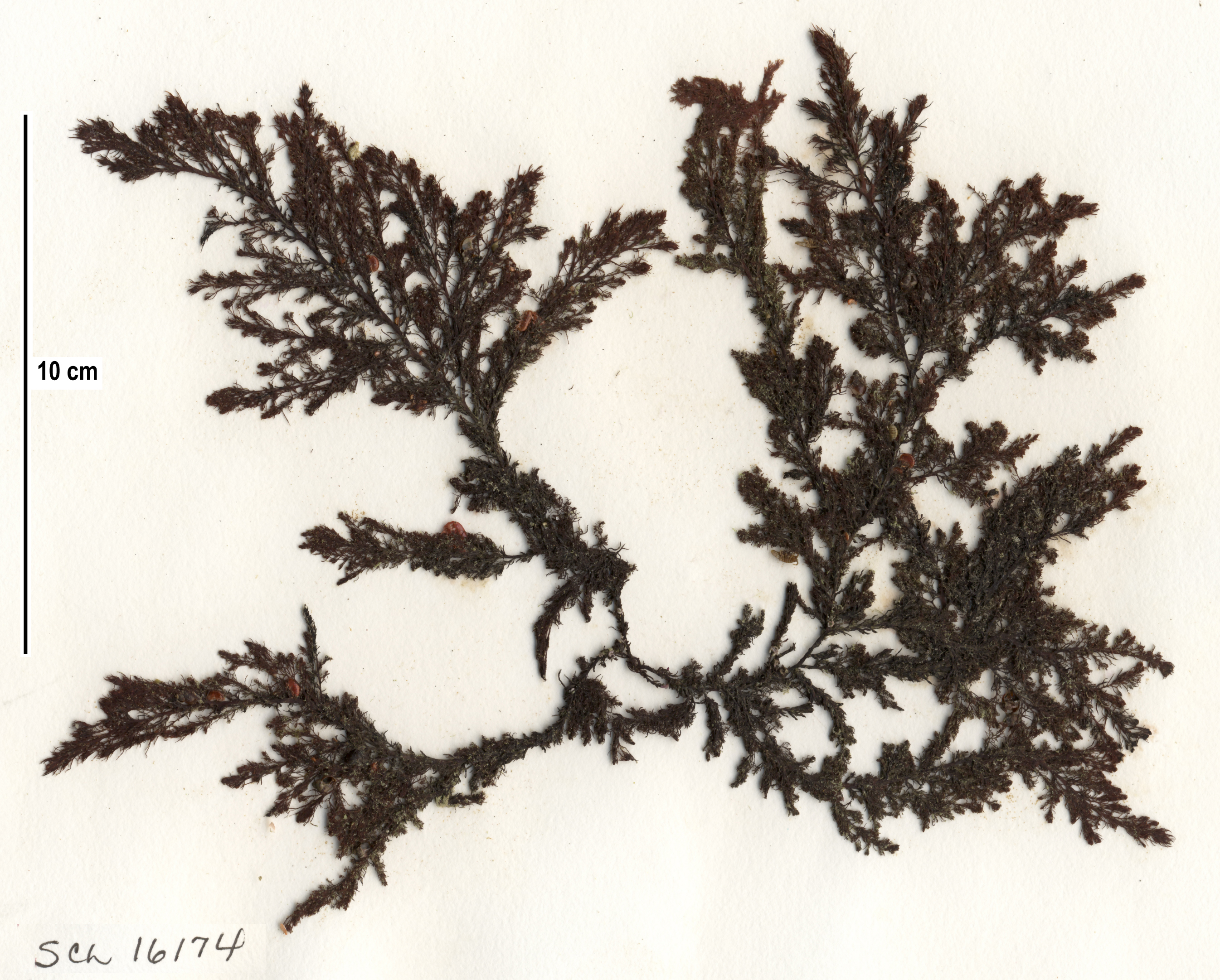 Neorhodomela aculeata – S. Lindstrom · Alaska Peninsula · May 2016