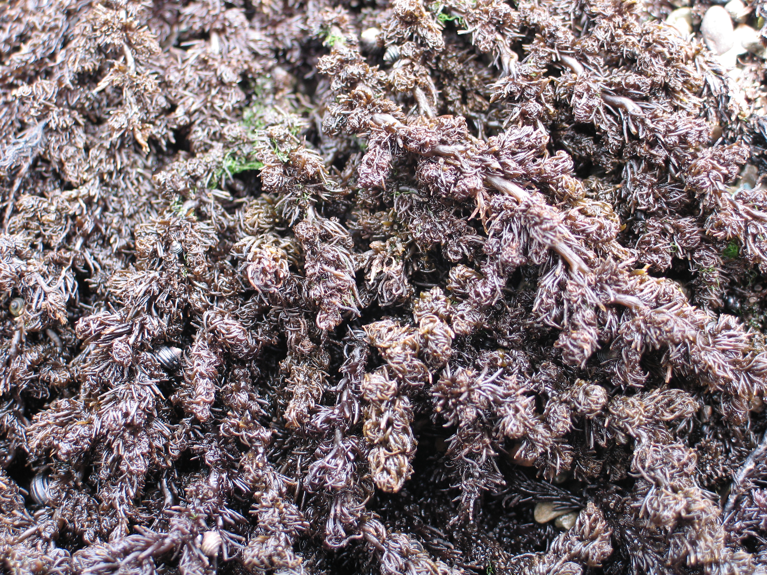 Neorhodomela larix – M. Lindeberg · Aleutian Islands · July 2006