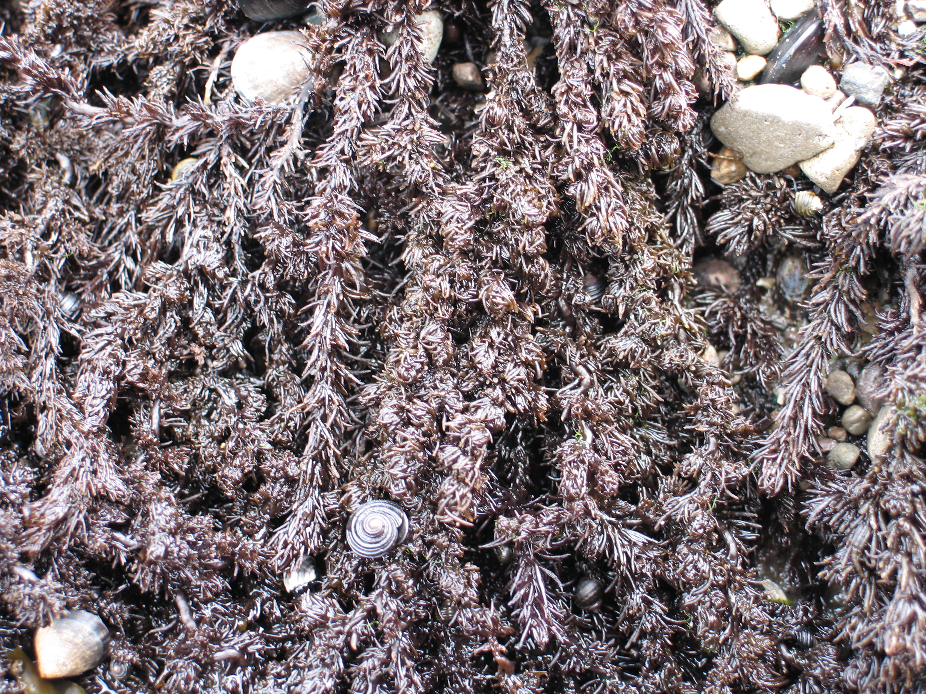 Neorhodomela larix – M. Lindeberg · Aleutian Islands · July 2006