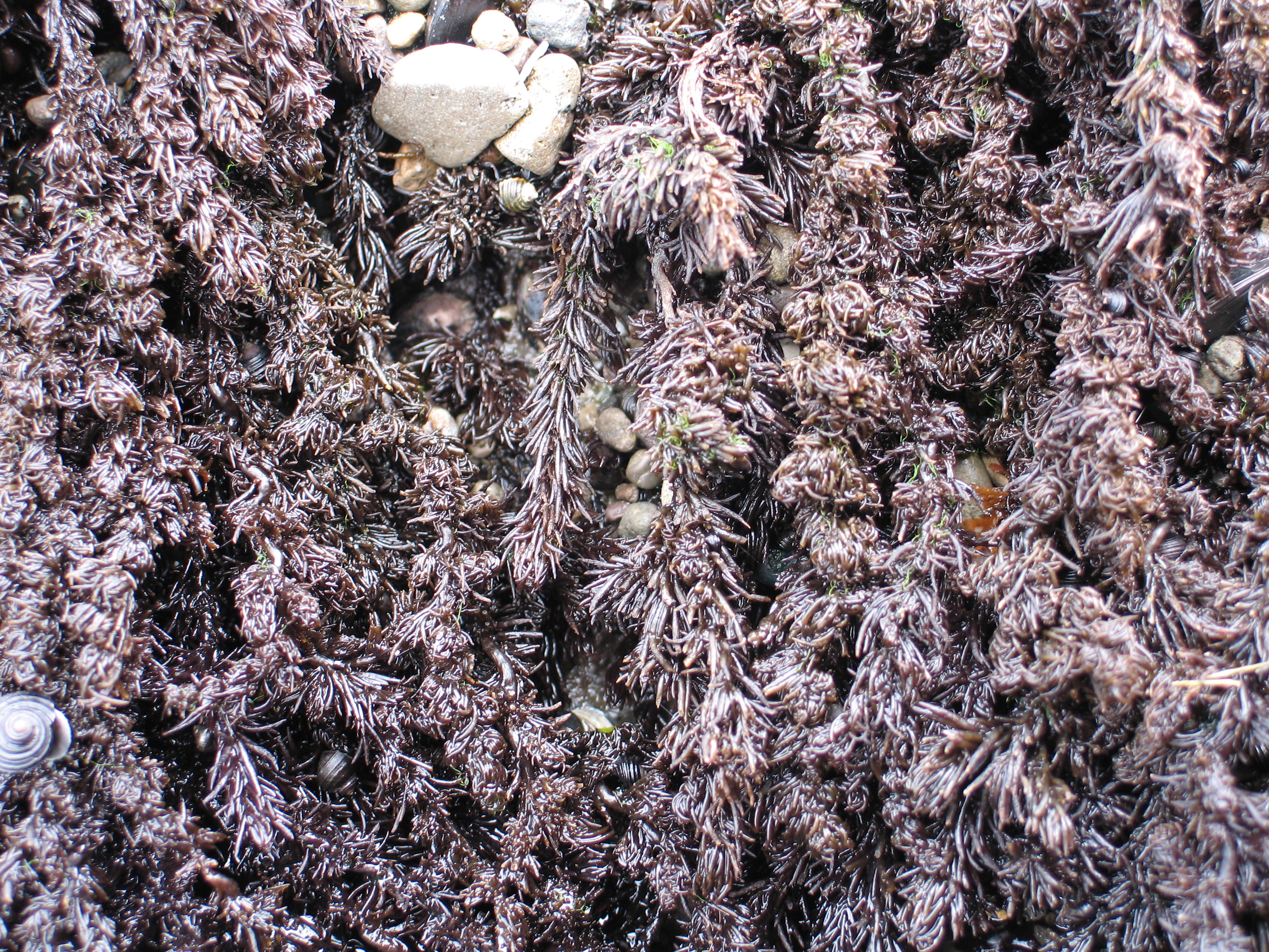 Neorhodomela larix – M. Lindeberg · Aleutian Islands · July 2006