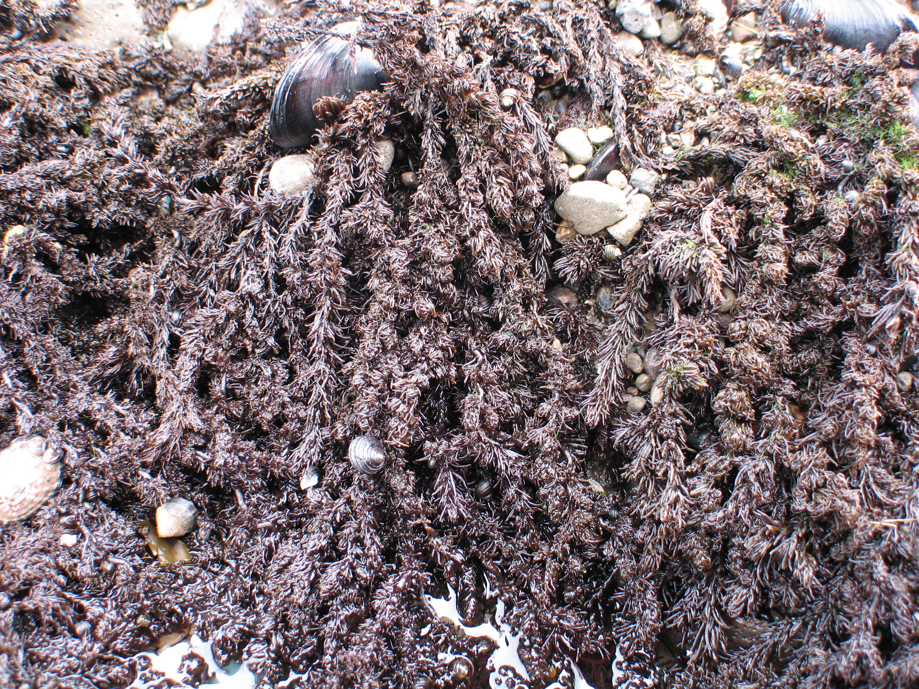 Neorhodomela larix – M. Lindeberg · Aleutian Islands · July 2006