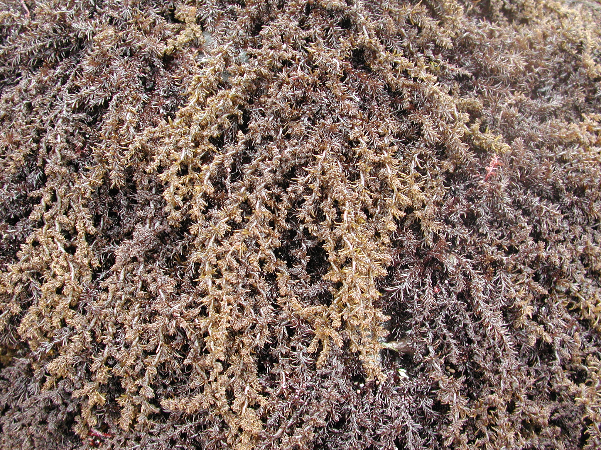 Neorhodomela larix – M. Lindeberg · Kodiak Archipelago · June 2005