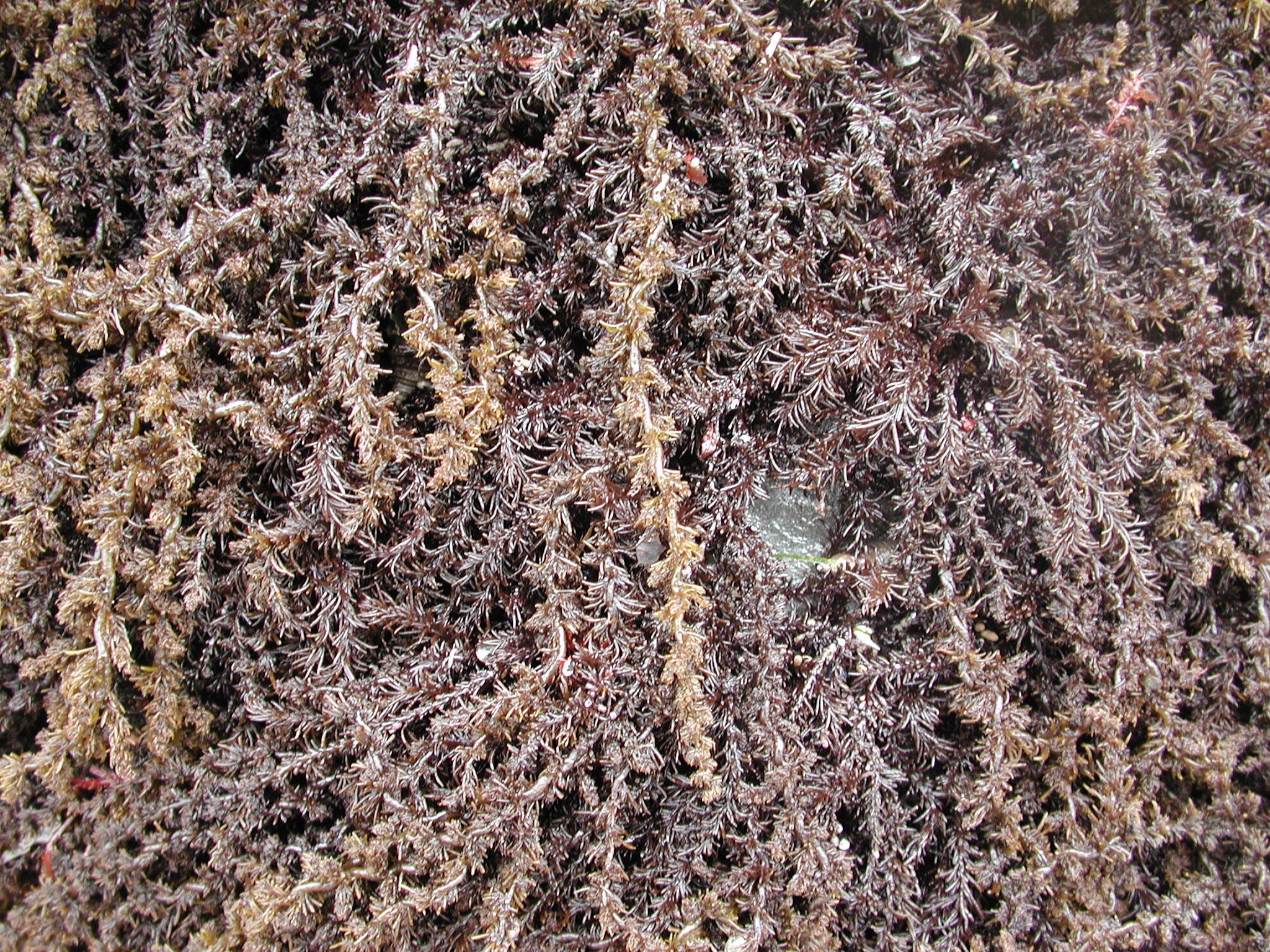 Neorhodomela larix – M. Lindeberg · Kodiak Archipelago · June 2005