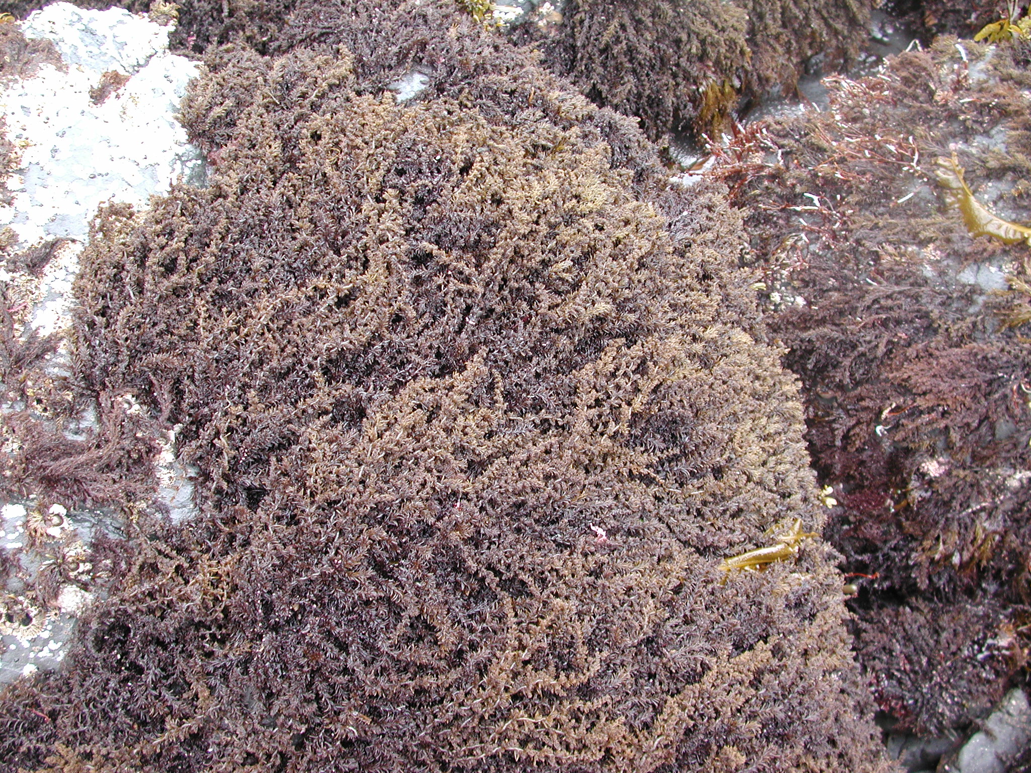 Neorhodomela larix – M. Lindeberg · Kodiak Archipelago · June 2005