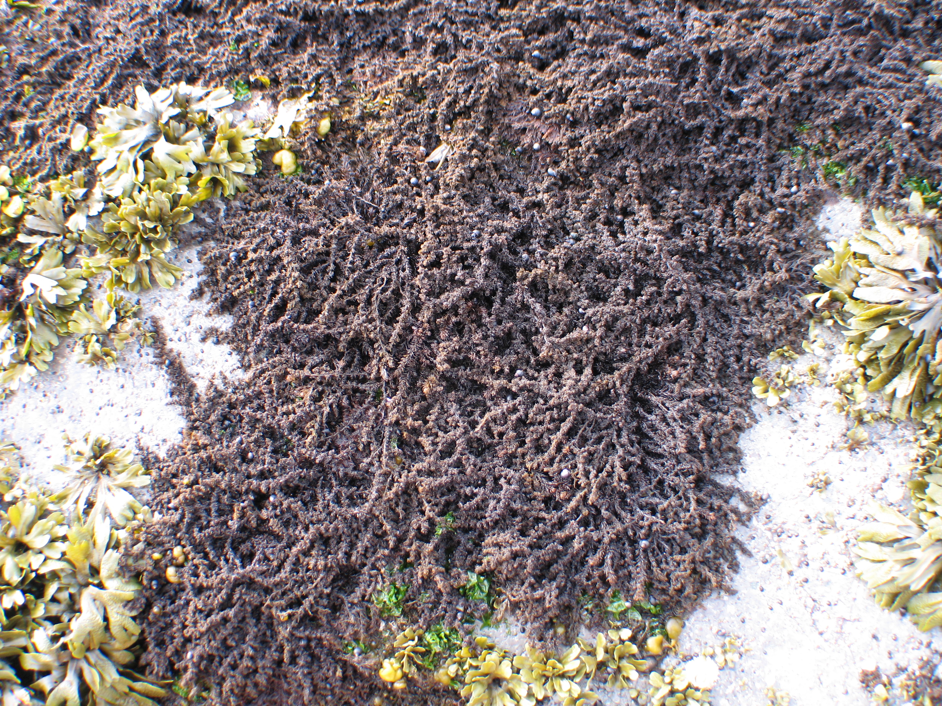 Neorhodomela larix – M. Lindeberg · Aleutian Islands · July 2006