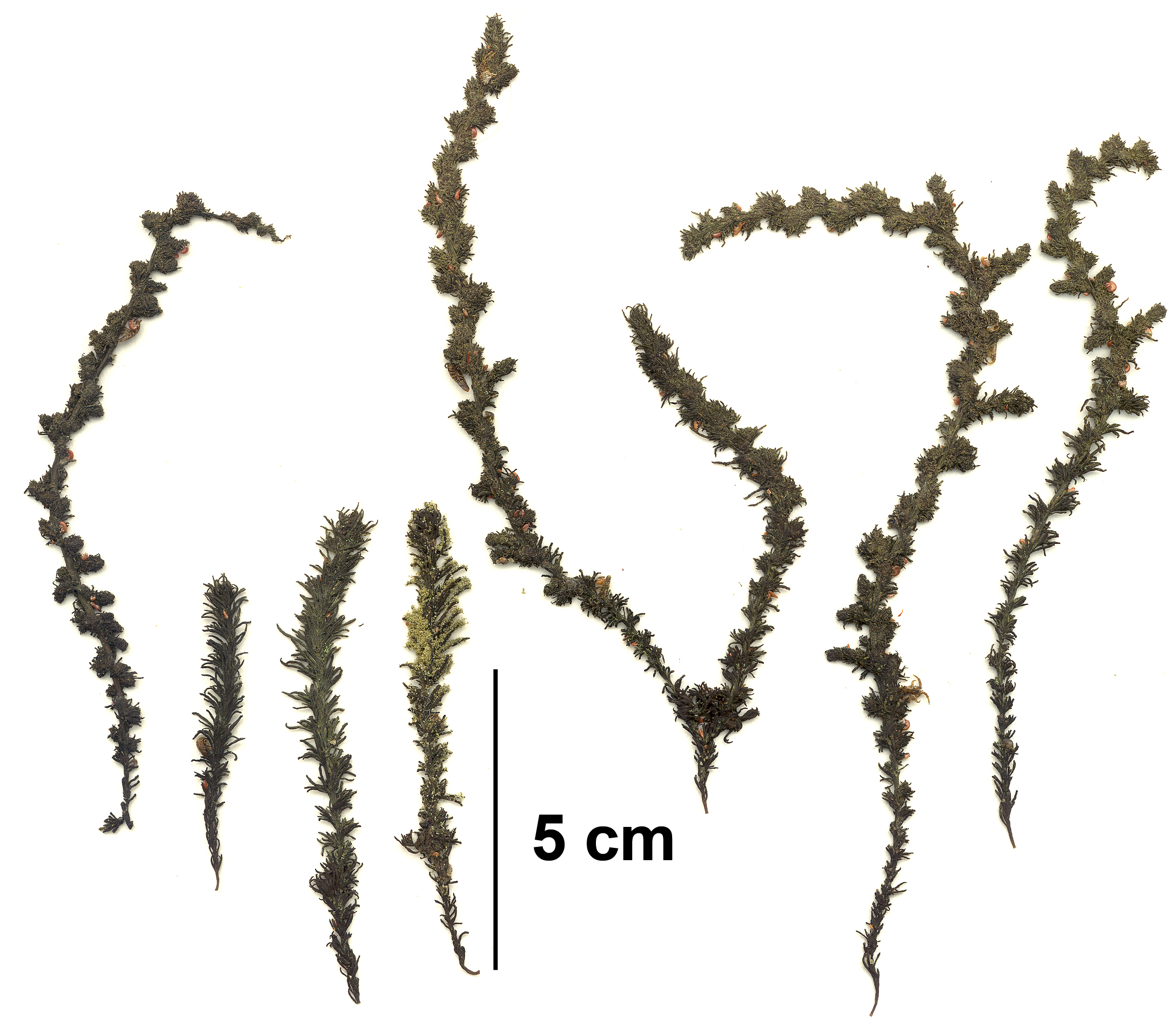 Neorhodomela larix