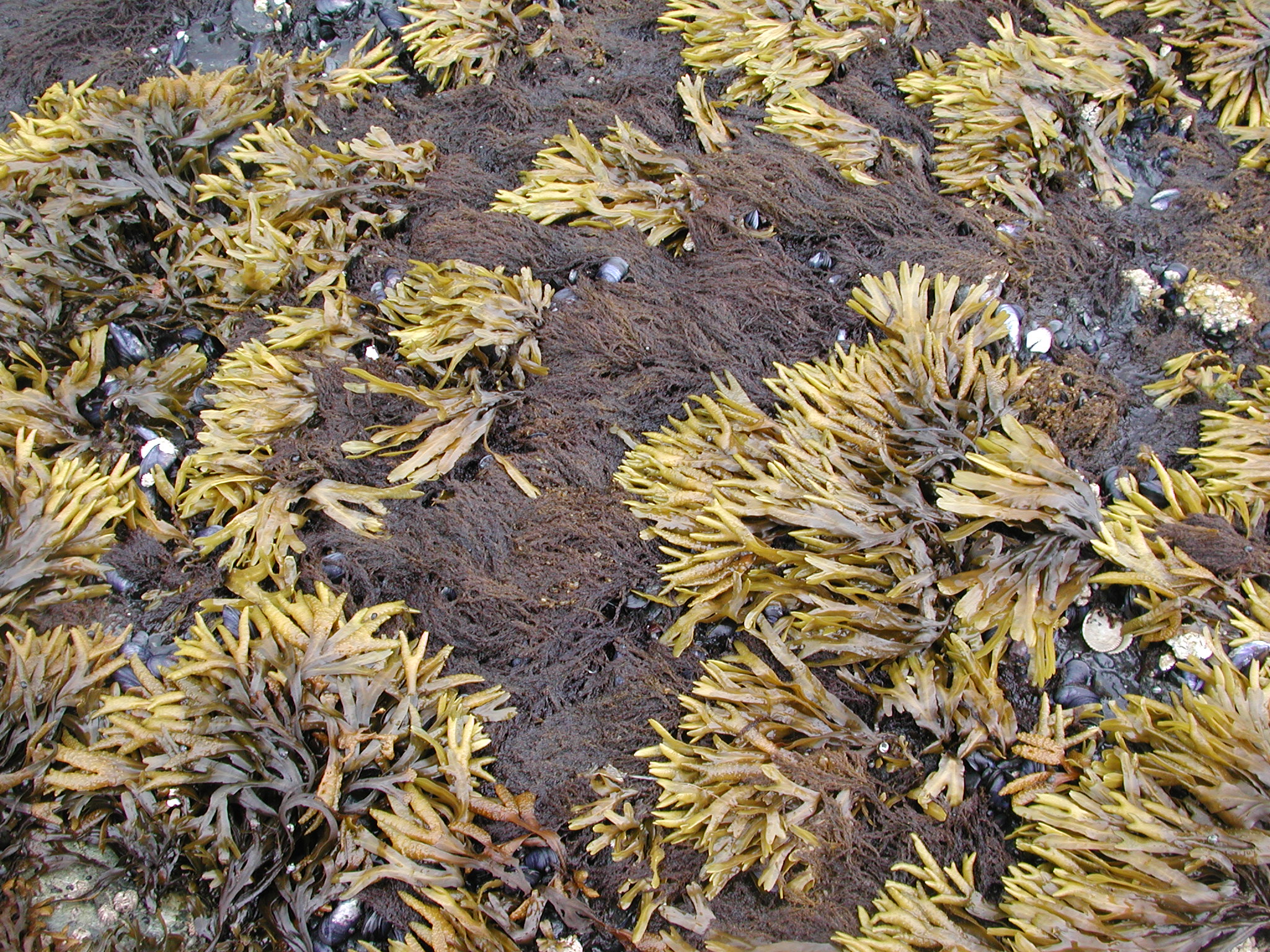Neorhodomela oregona – M. Lindeberg · Kodiak Archipelago · June 2005