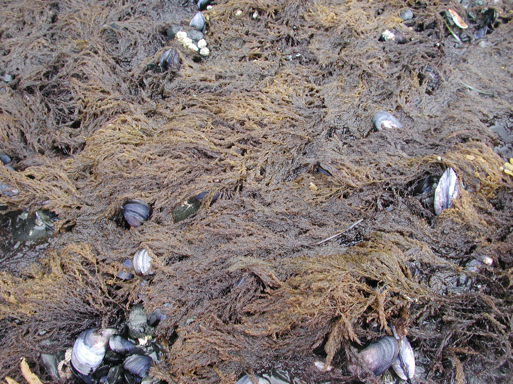 Neorhodomela oregona – M. Lindeberg · Kodiak Archipelago · June 2005