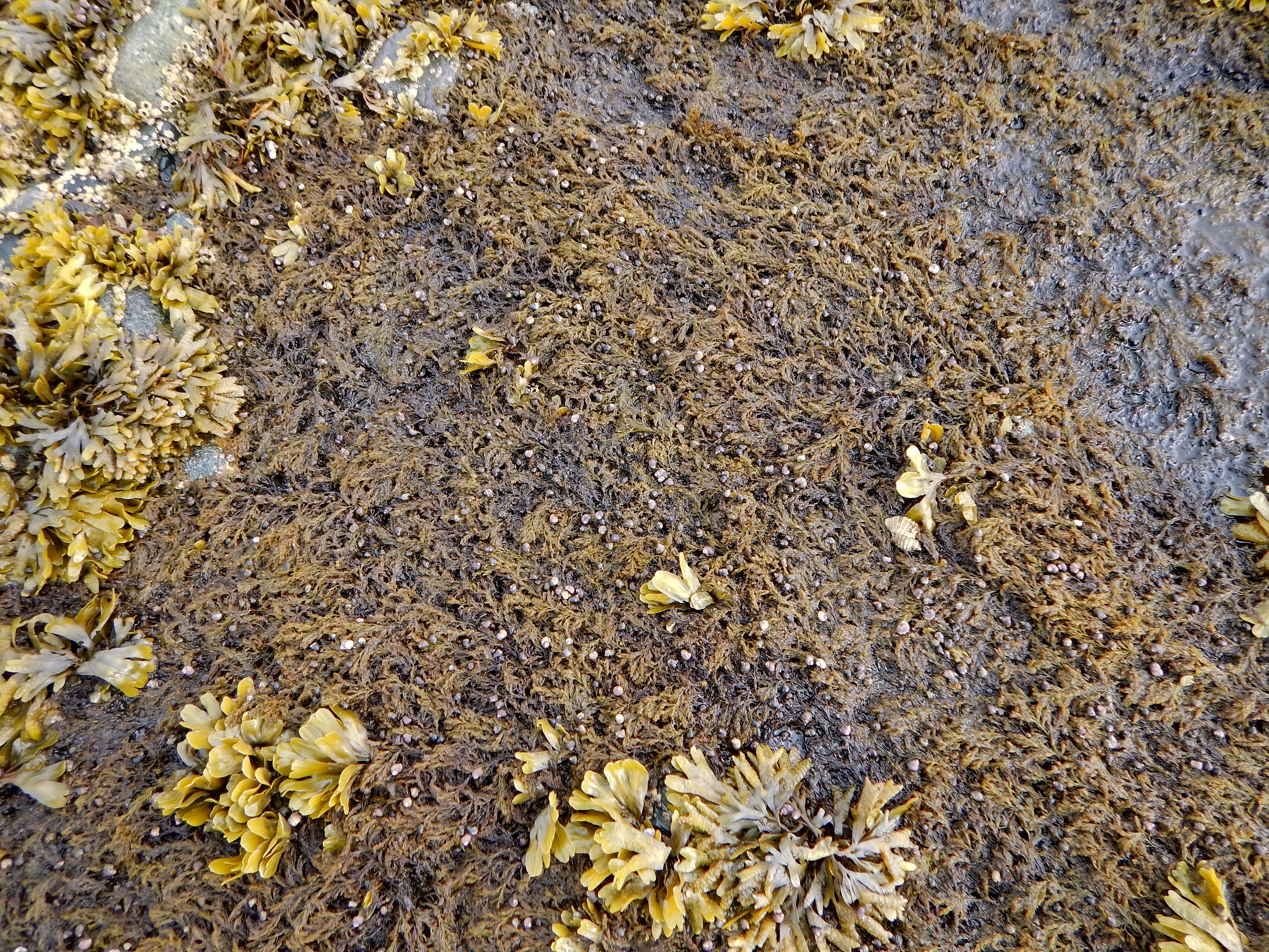Neorhodomela oregona – M. Lindeberg · Cook Inlet · June 2016