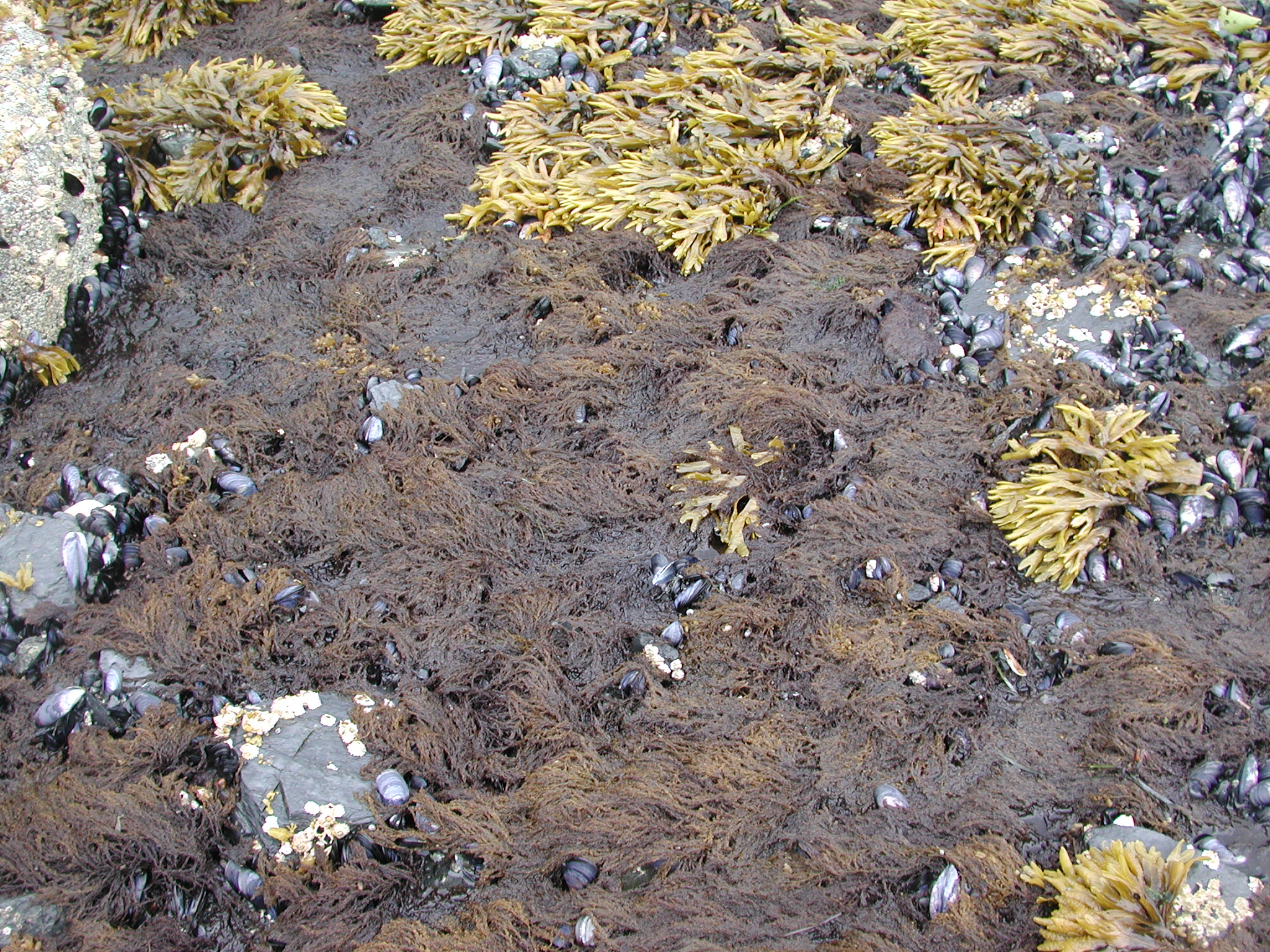 Neorhodomela oregona – M. Lindeberg · Kodiak Archipelago · June 2005