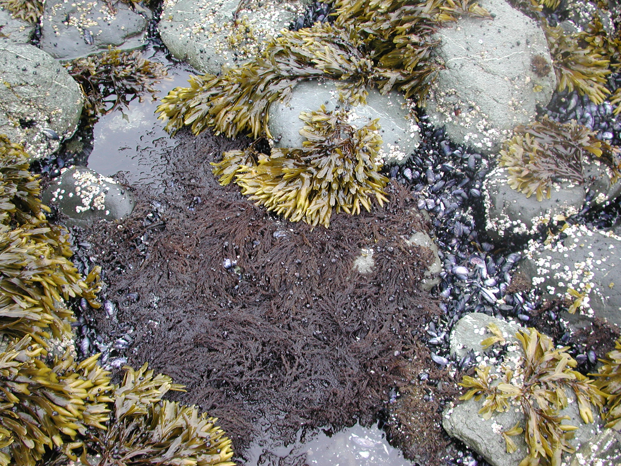 Neorhodomela oregona – M. Lindeberg · Kodiak Archipelago · June 2005