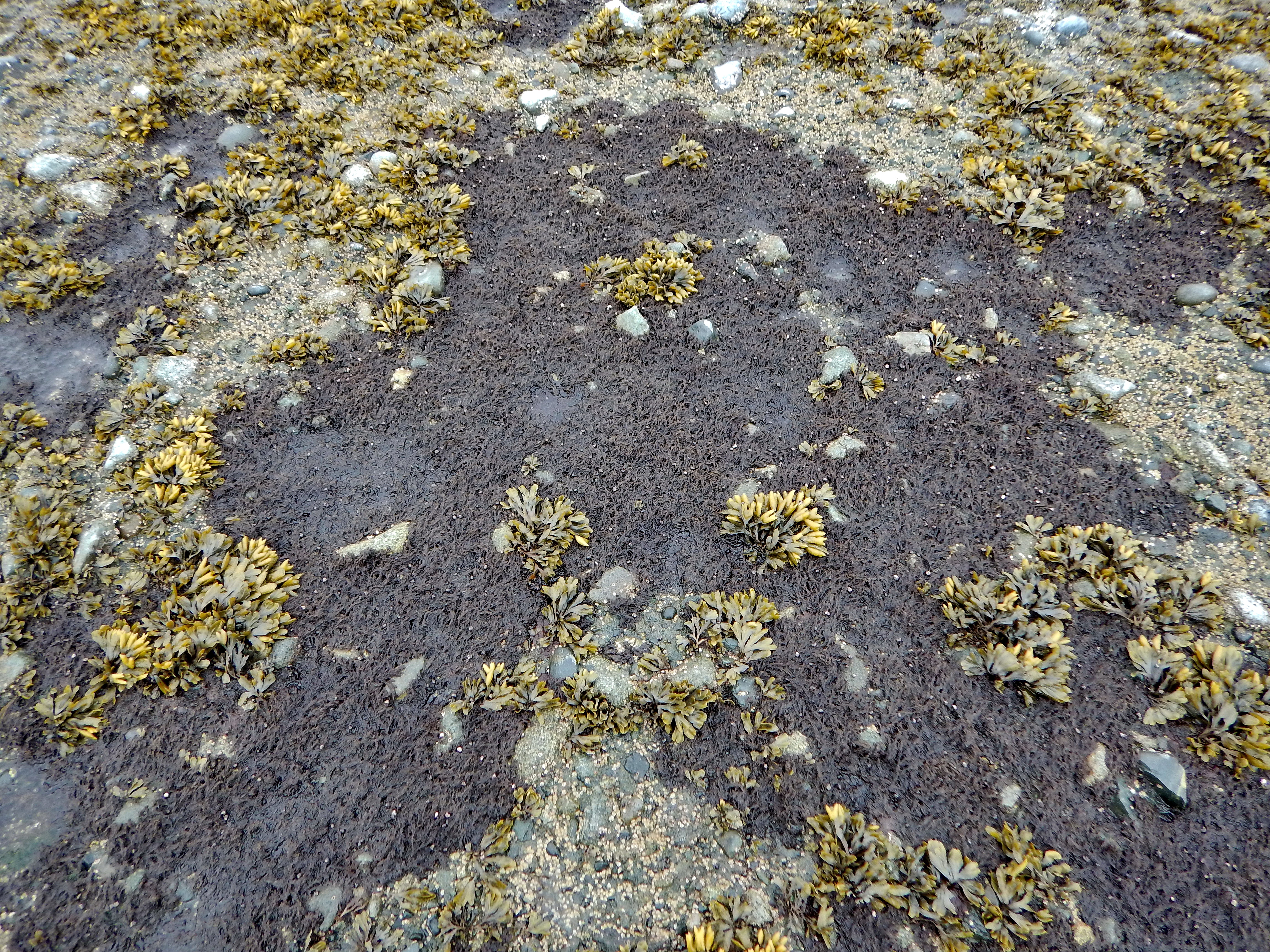Neorhodomela oregona – M. Lindeberg · Cook Inlet · May 2018