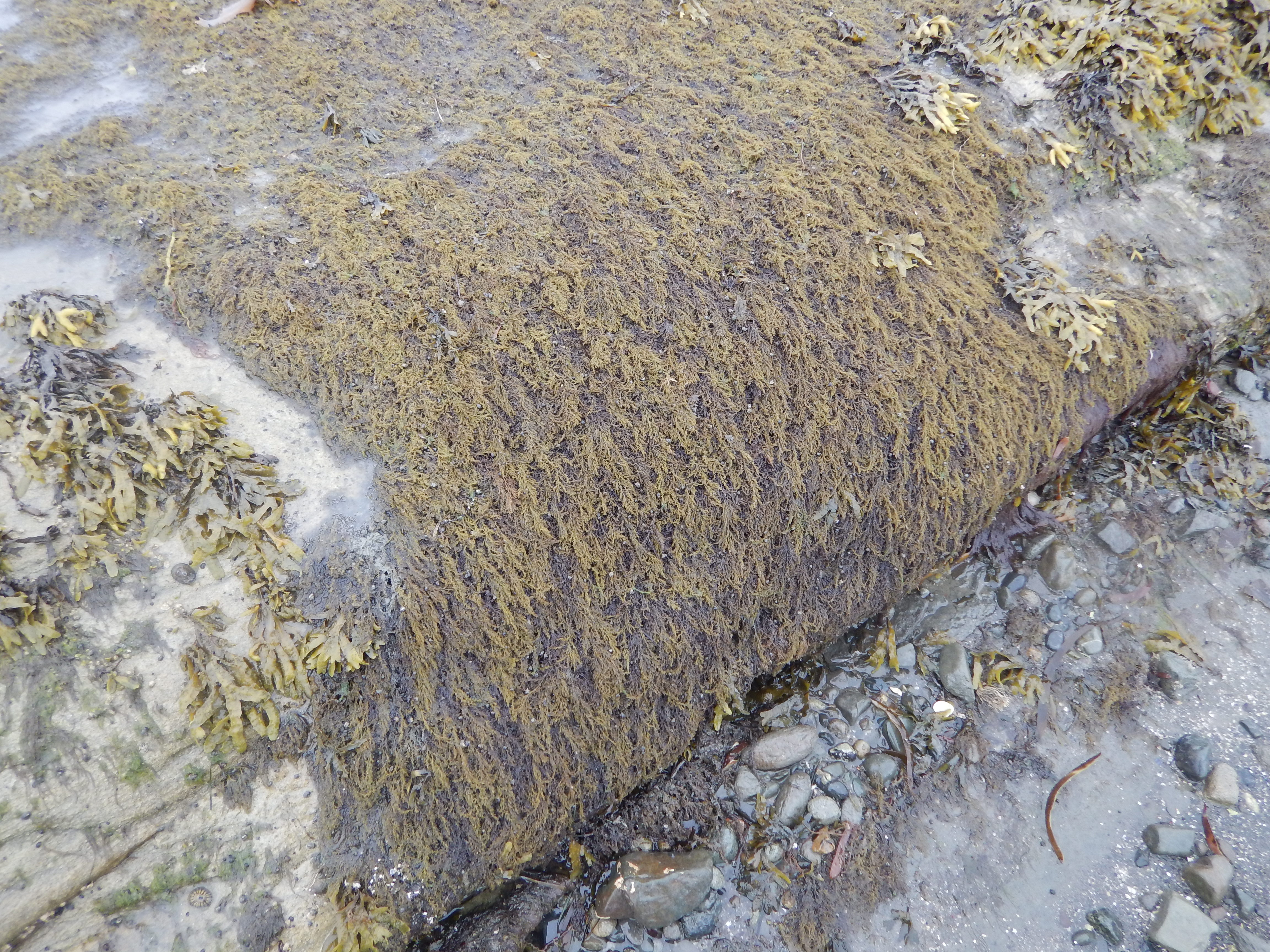 Neorhodomela oregona – M. Lindeberg · Cook Inlet · June 2016