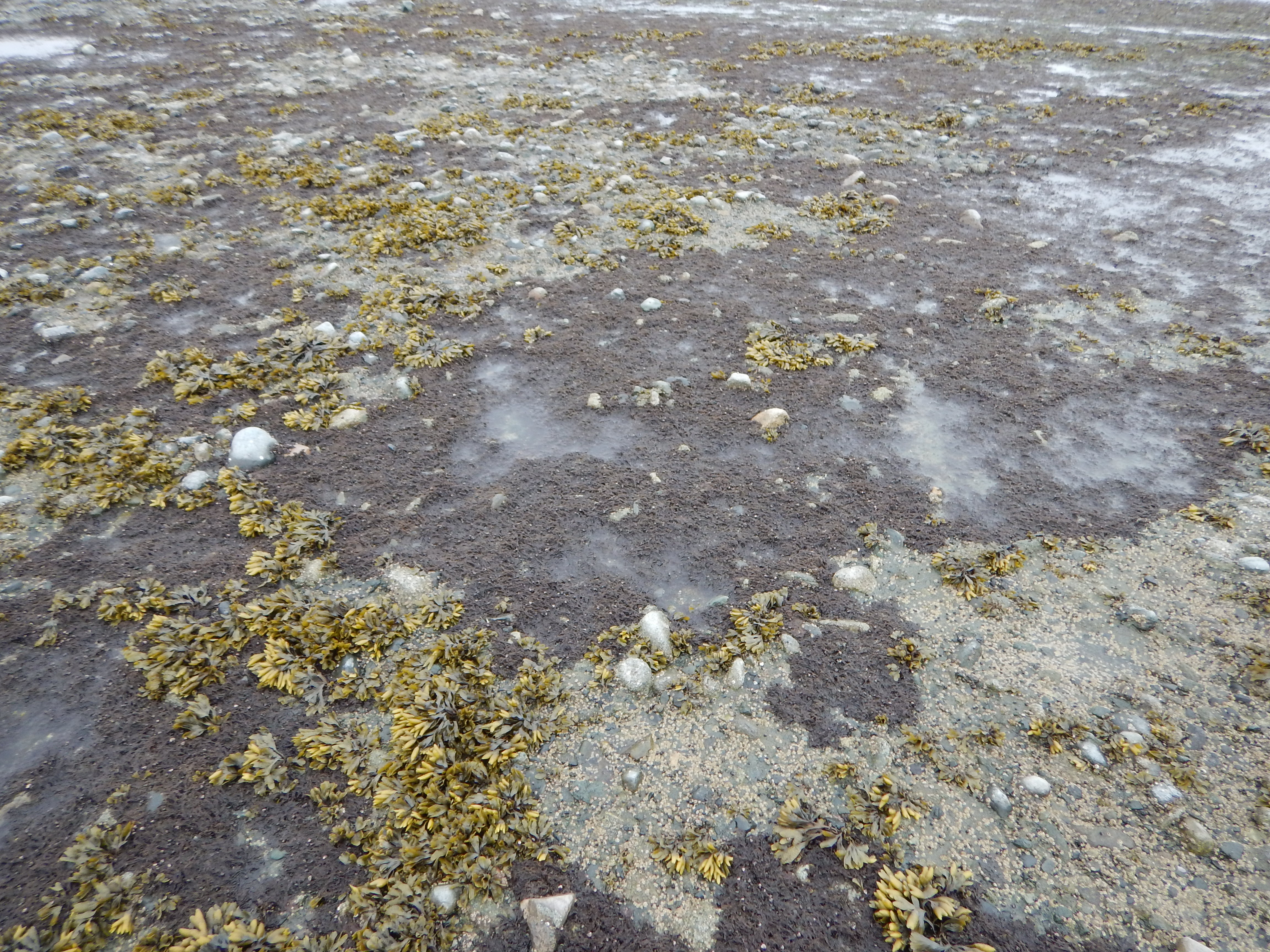 Neorhodomela oregona – M. Lindeberg · Cook Inlet · May 2018