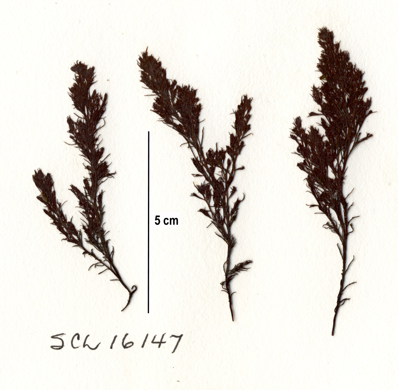 Neorhodomela oregona – S. Lindstrom · Alaska Peninsula · May 2016