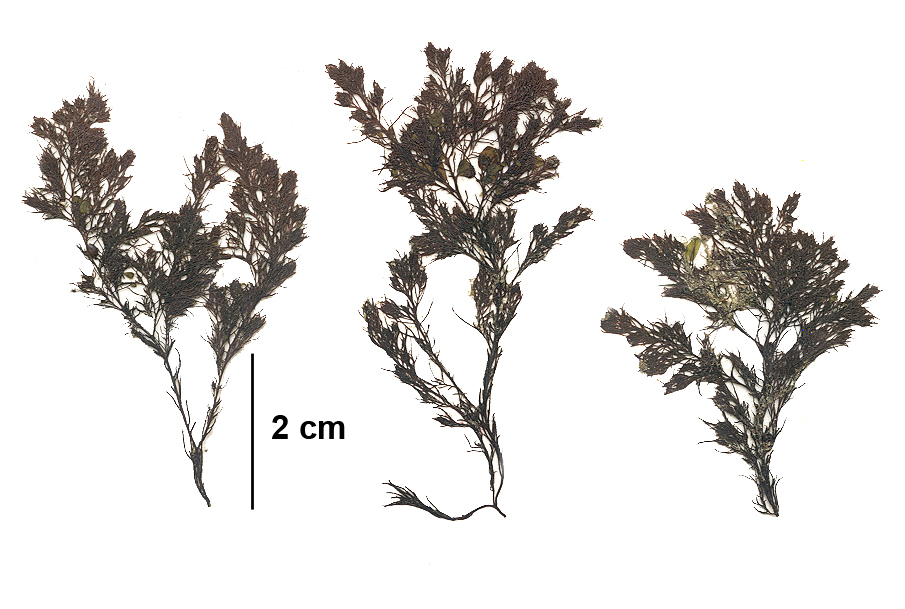 Neorhodomela oregona