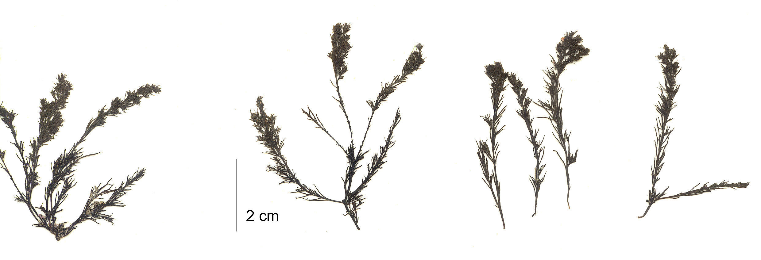 Neorhodomela oregona – M. Lindeberg