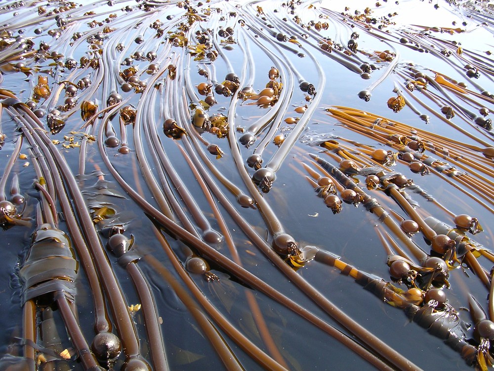 Nereocystis luetkeana – M. Morris · British Columbia · May 2009