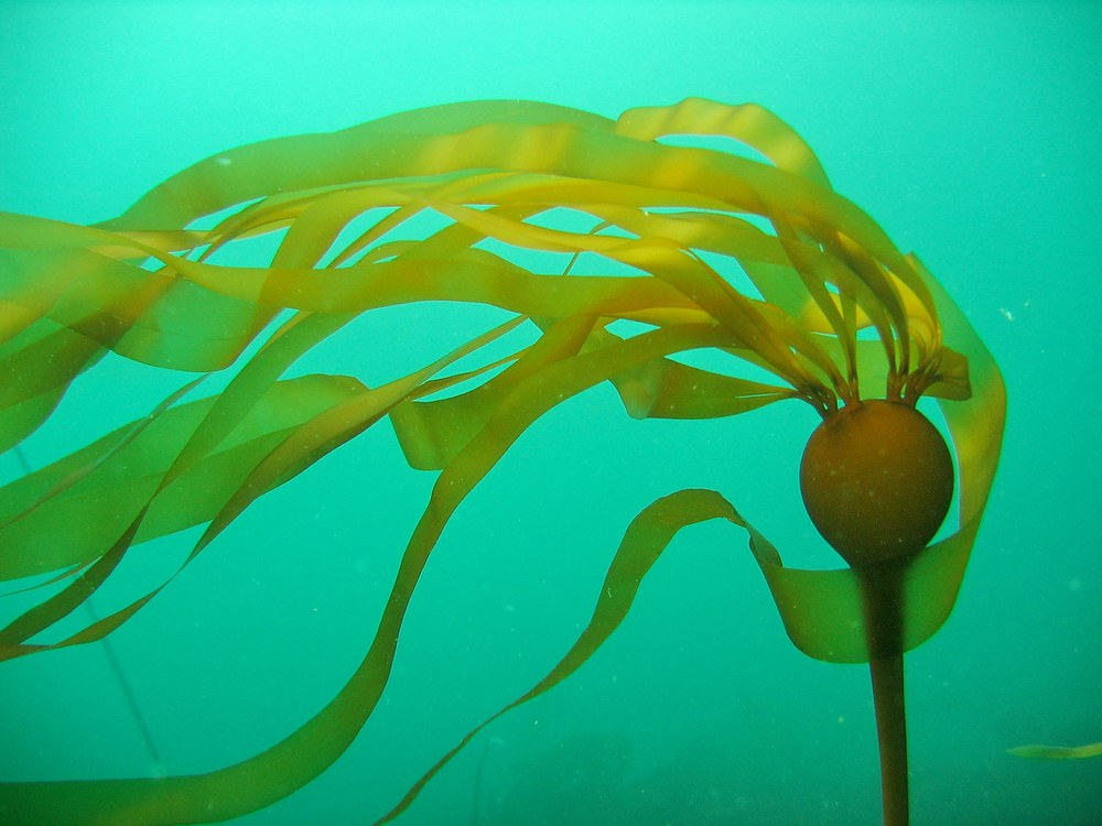 Nereocystis luetkeana – H. Chenelot · Aleutian Islands · July 2006