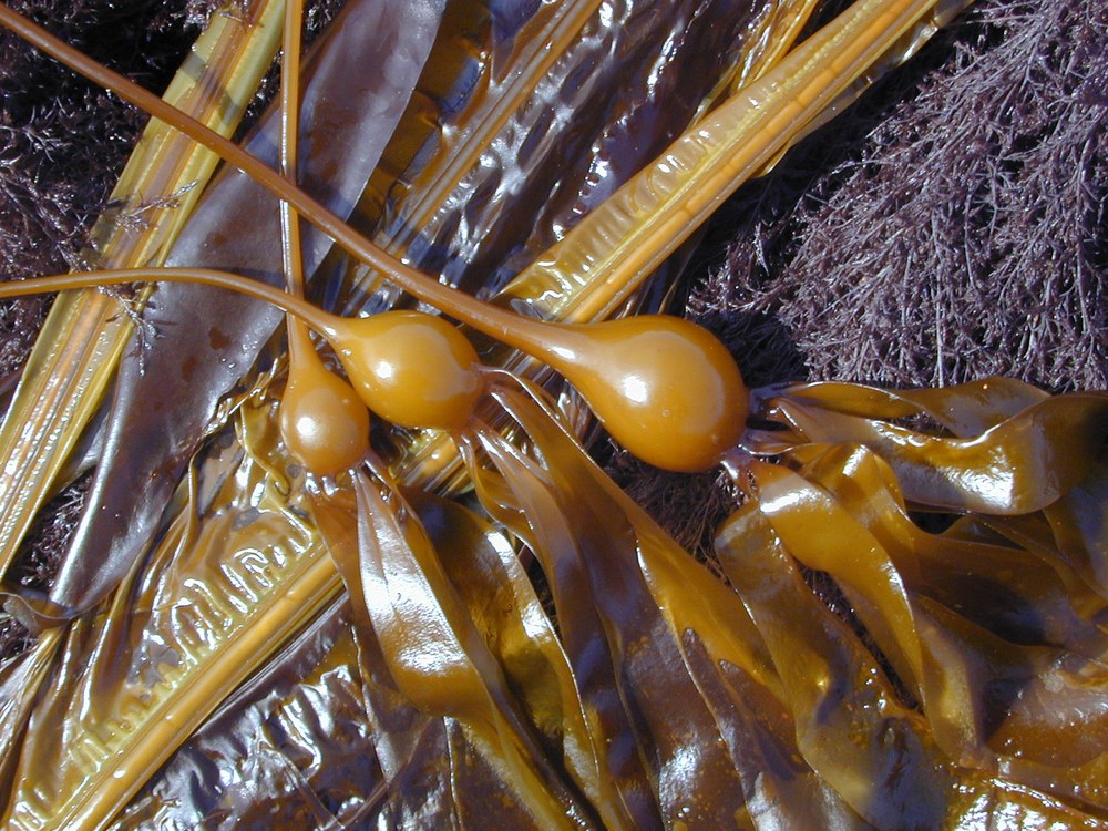 Nereocystis luetkeana – S. Saupe · Cook Inlet · June 2000