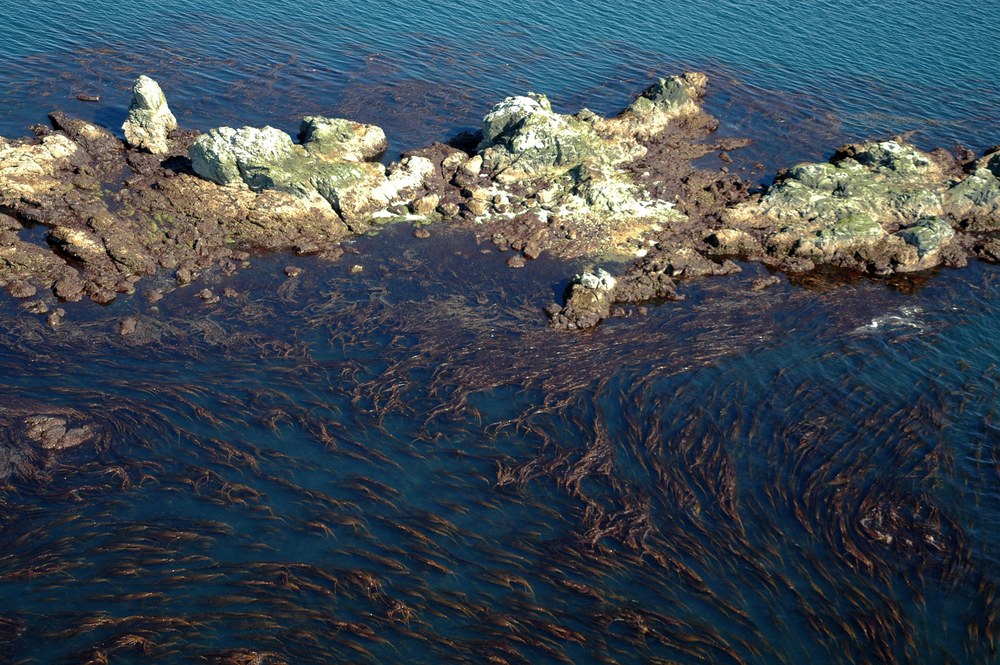 Nereocystis luetkeana – M. Lindeberg · Southeast Alaska · June 2004