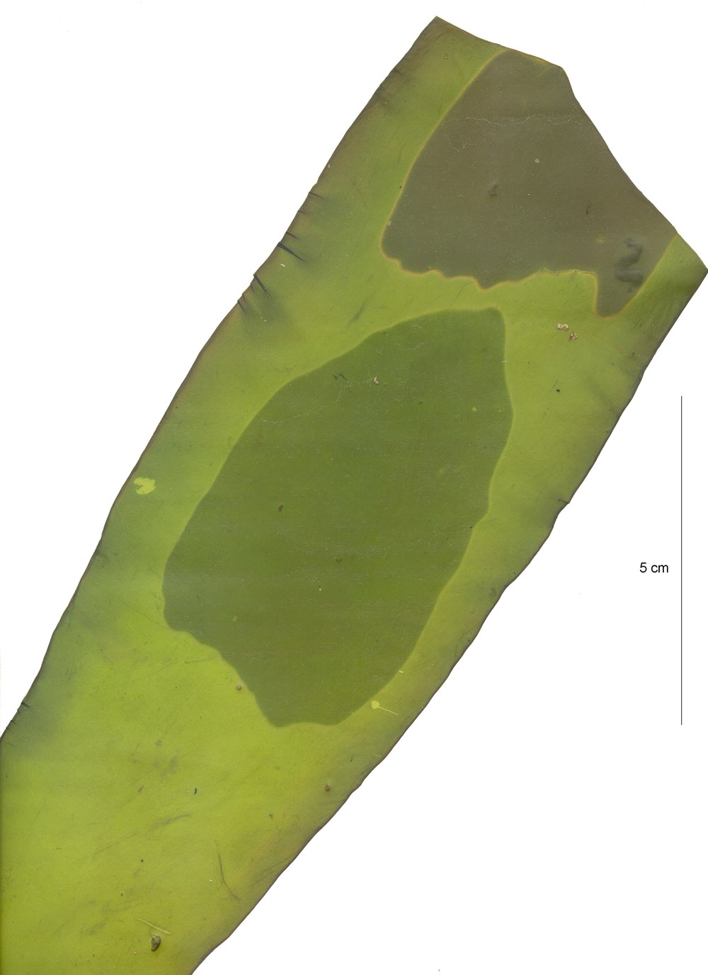 Nereocystis luetkeana – M. Lindeberg · Cook Inlet · June 2000