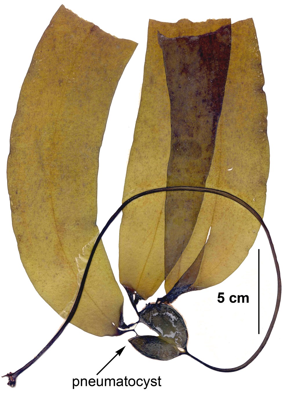 Nereocystis luetkeana