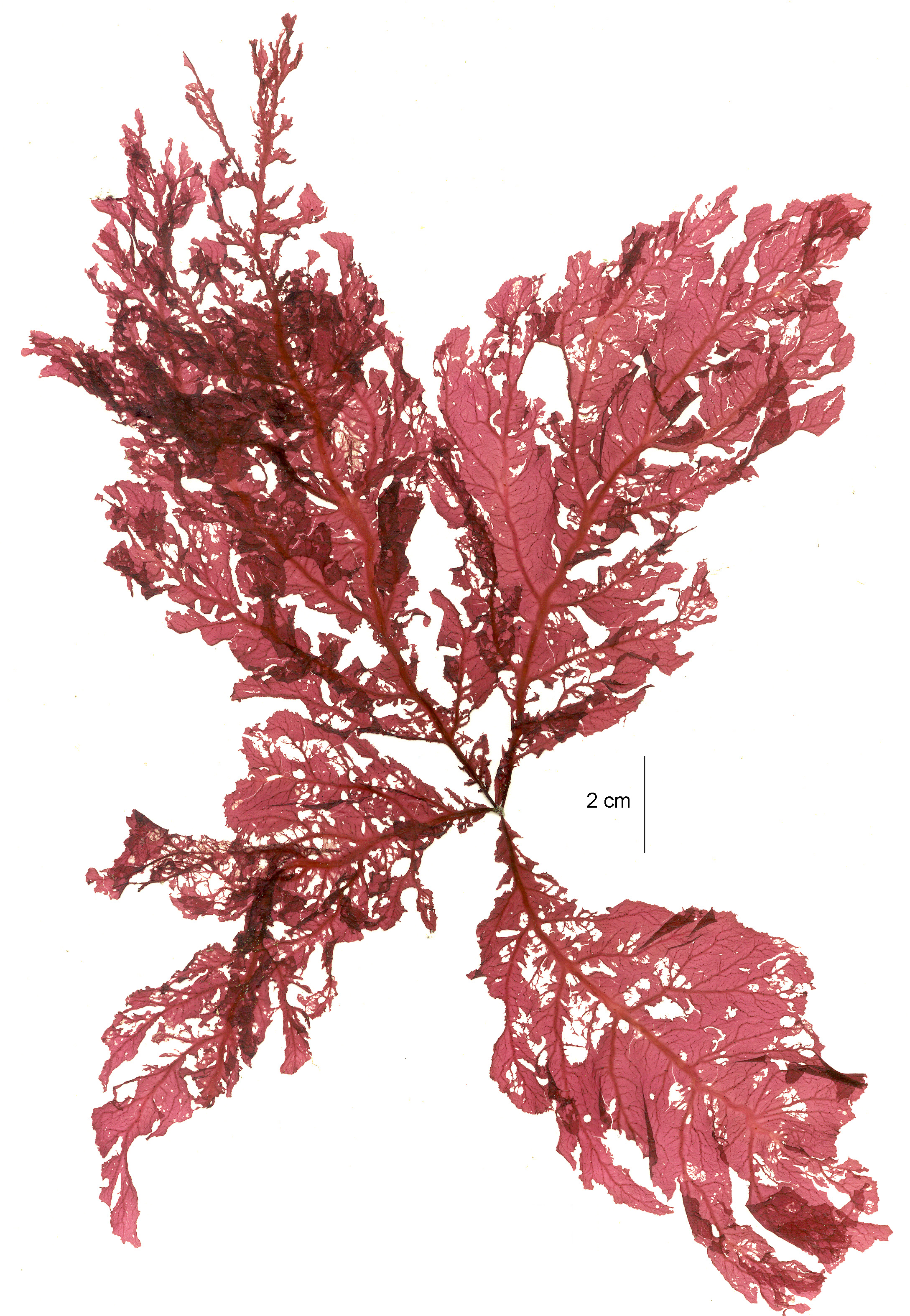 Nienburgia sp. prolifera