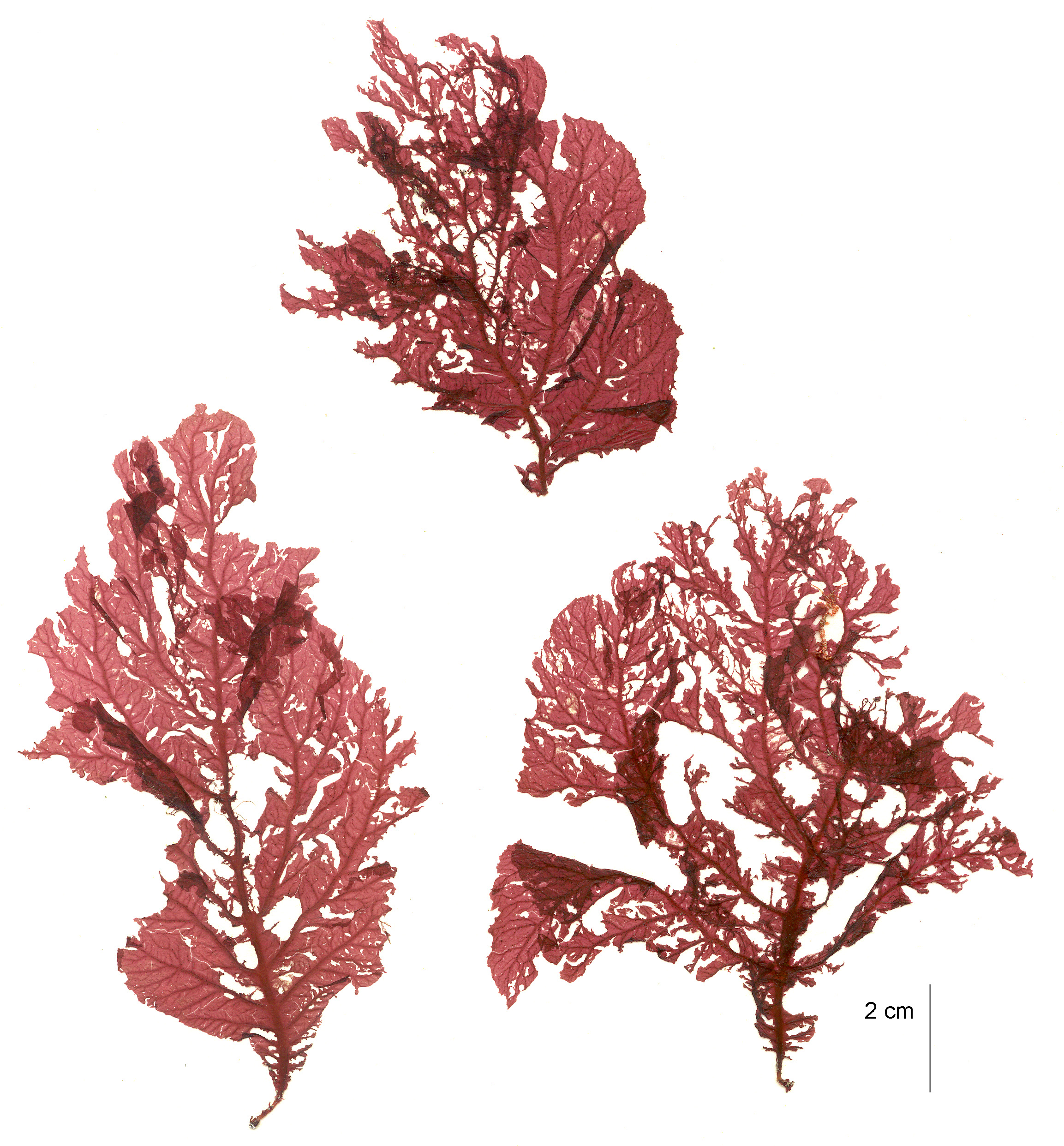 Nienburgia sp. prolifera – M. Lindeberg · Aleutian Islands · July 2006