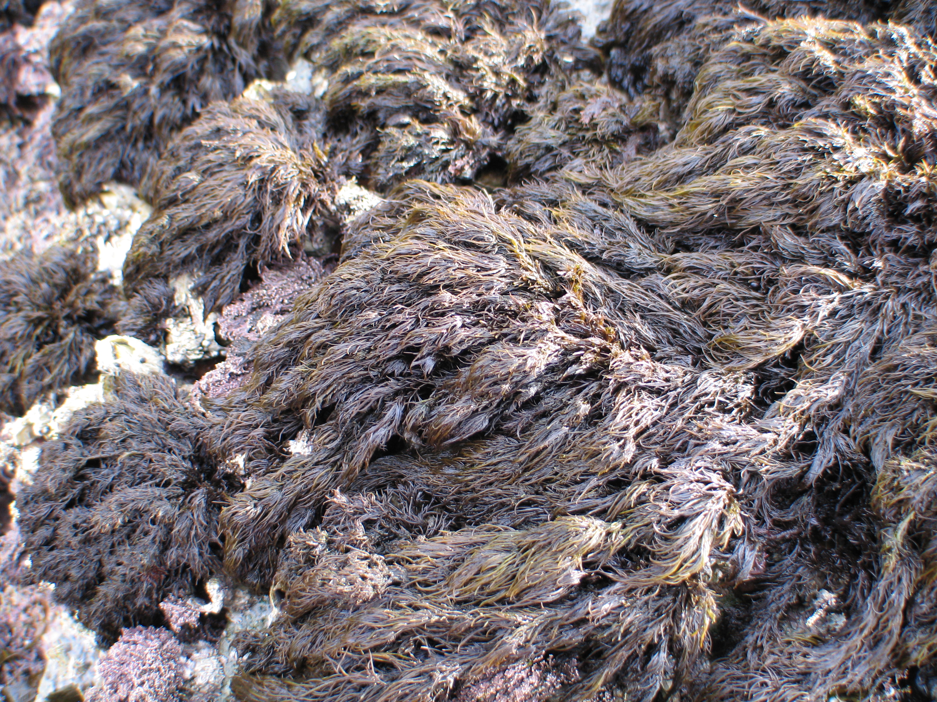 Odonthalia comosa – M. Lindeberg · Aleutian Islands · July 2006