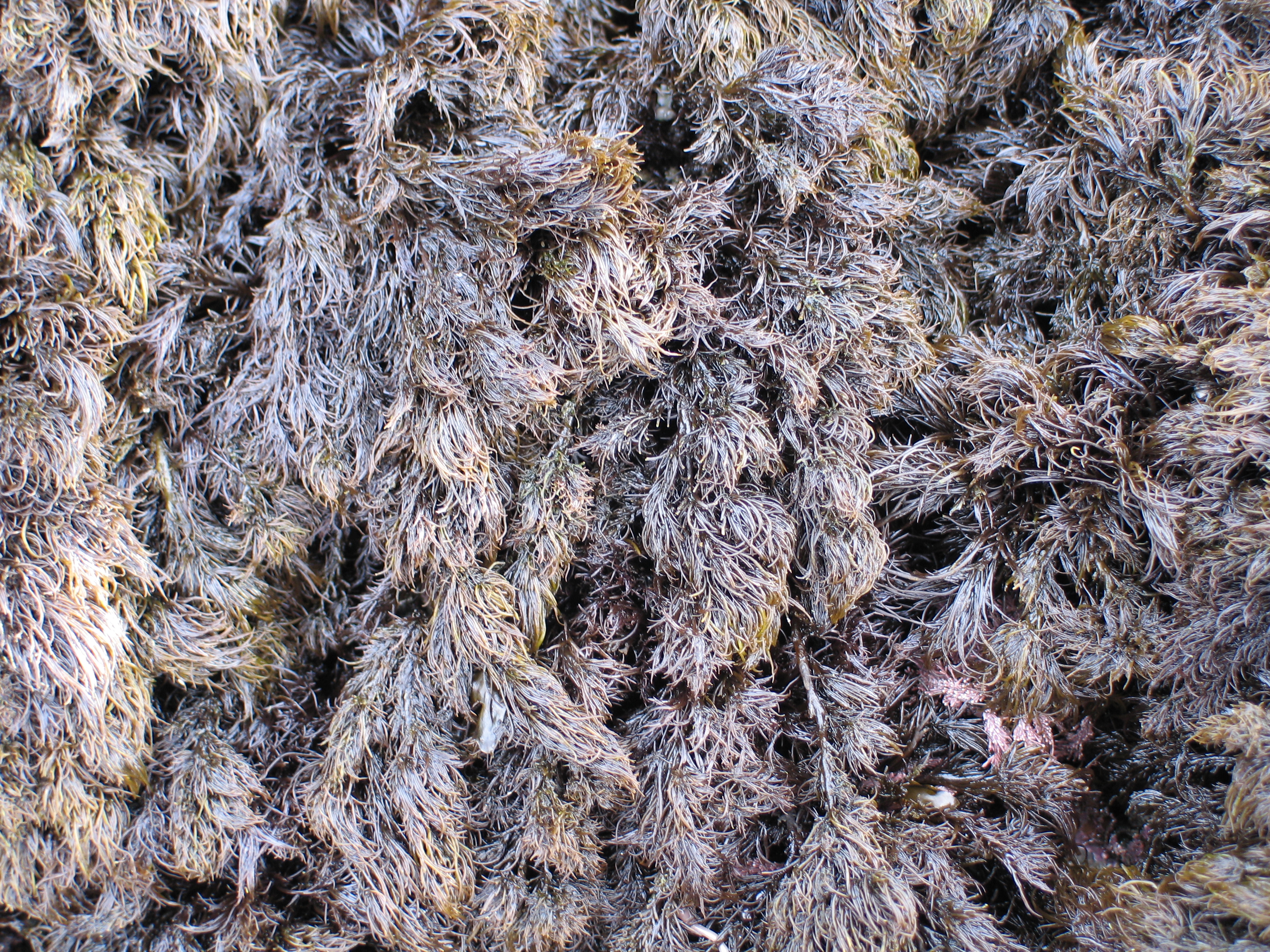 Odonthalia comosa – M. Lindeberg · Aleutian Islands · July 2006