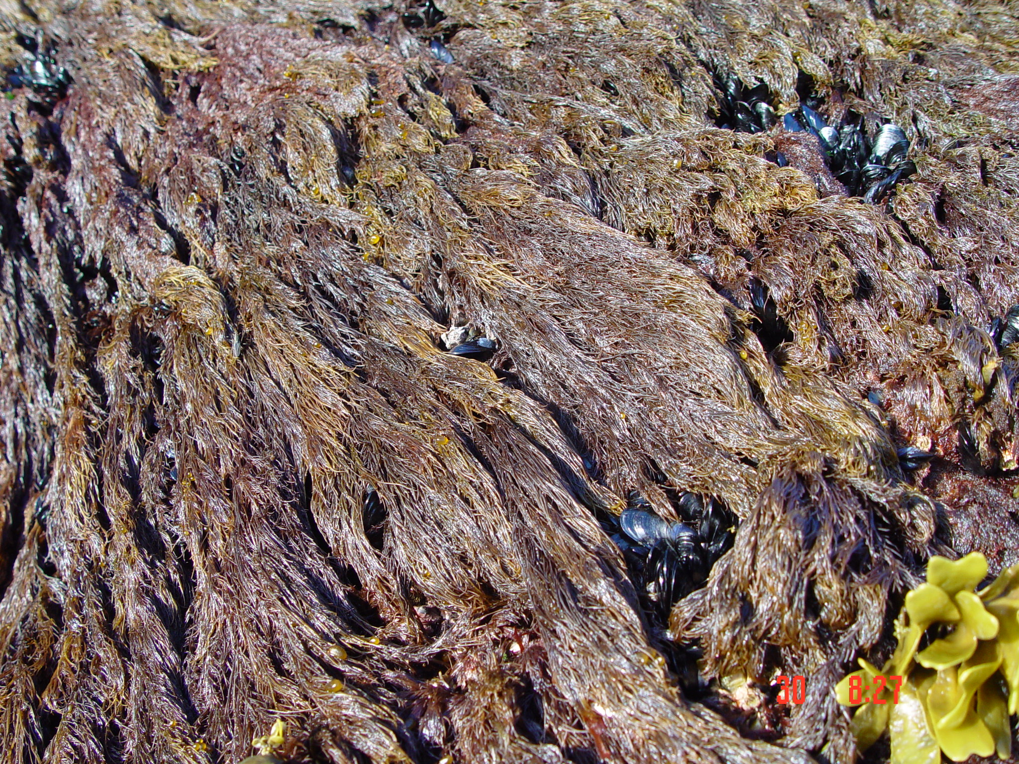 Odonthalia comosa – M. Lindeberg · Cook Inlet · June 2003