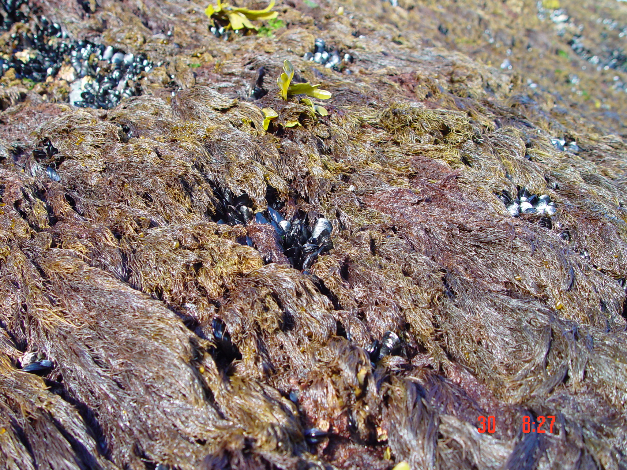 Odonthalia comosa – M. Lindeberg · Cook Inlet · June 2003