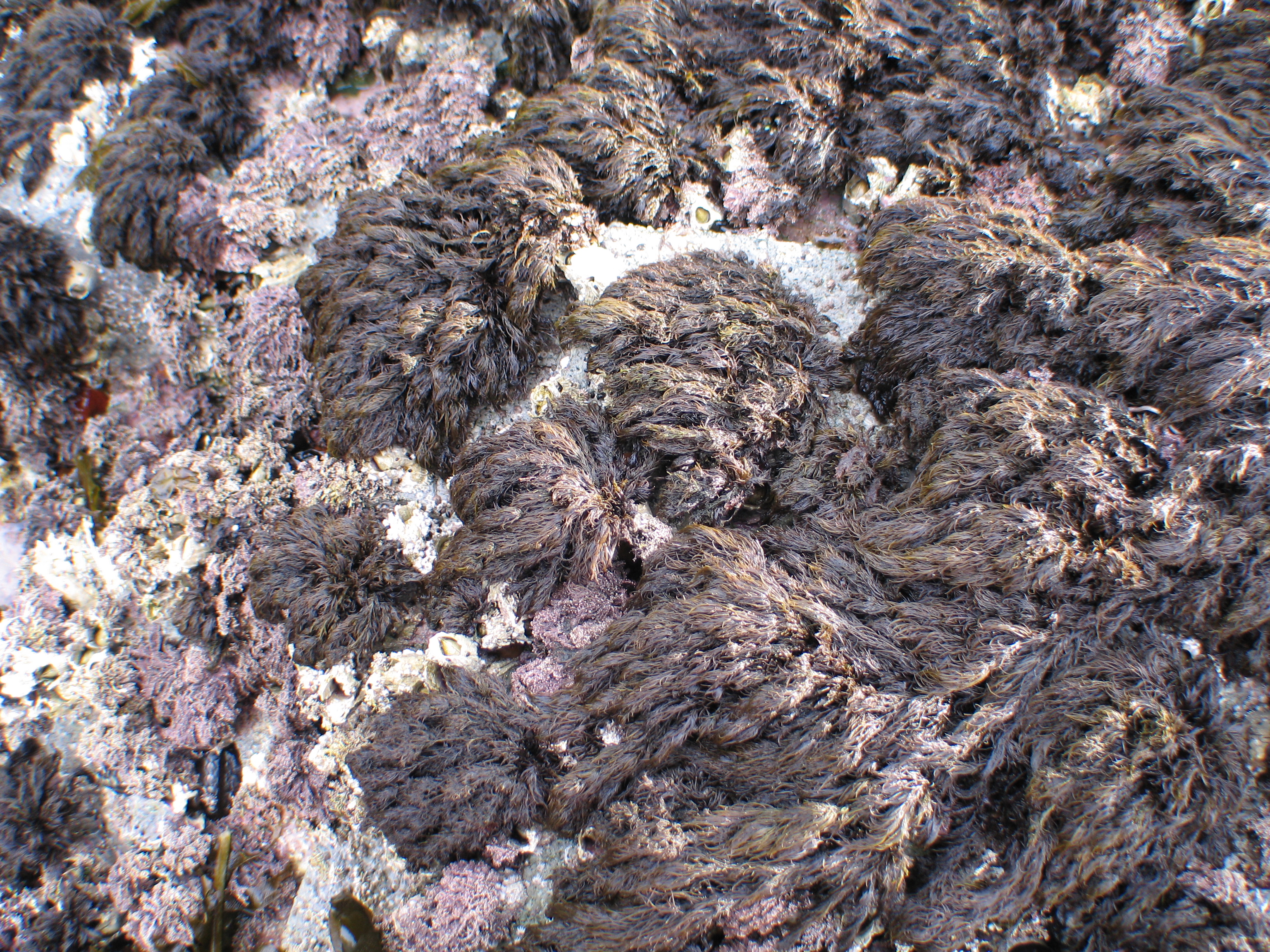 Odonthalia comosa – M. Lindeberg · Aleutian Islands · July 2006