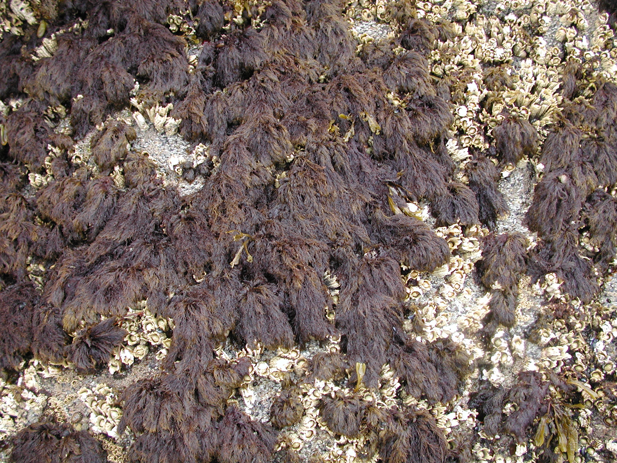 Odonthalia comosa – M. Lindeberg · Kenai Peninsula · July 2002