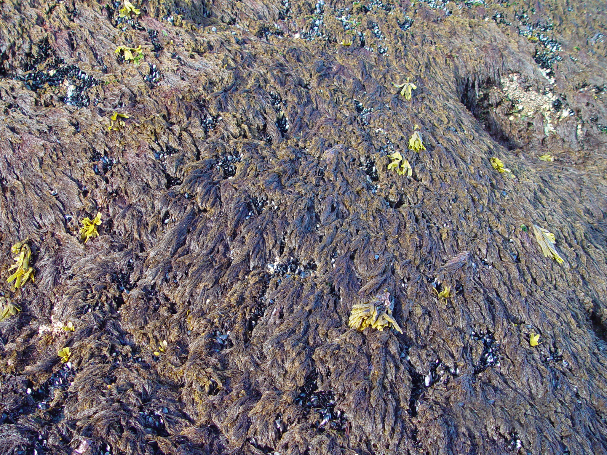 Odonthalia comosa – M. Lindeberg · Cook Inlet · June 2003