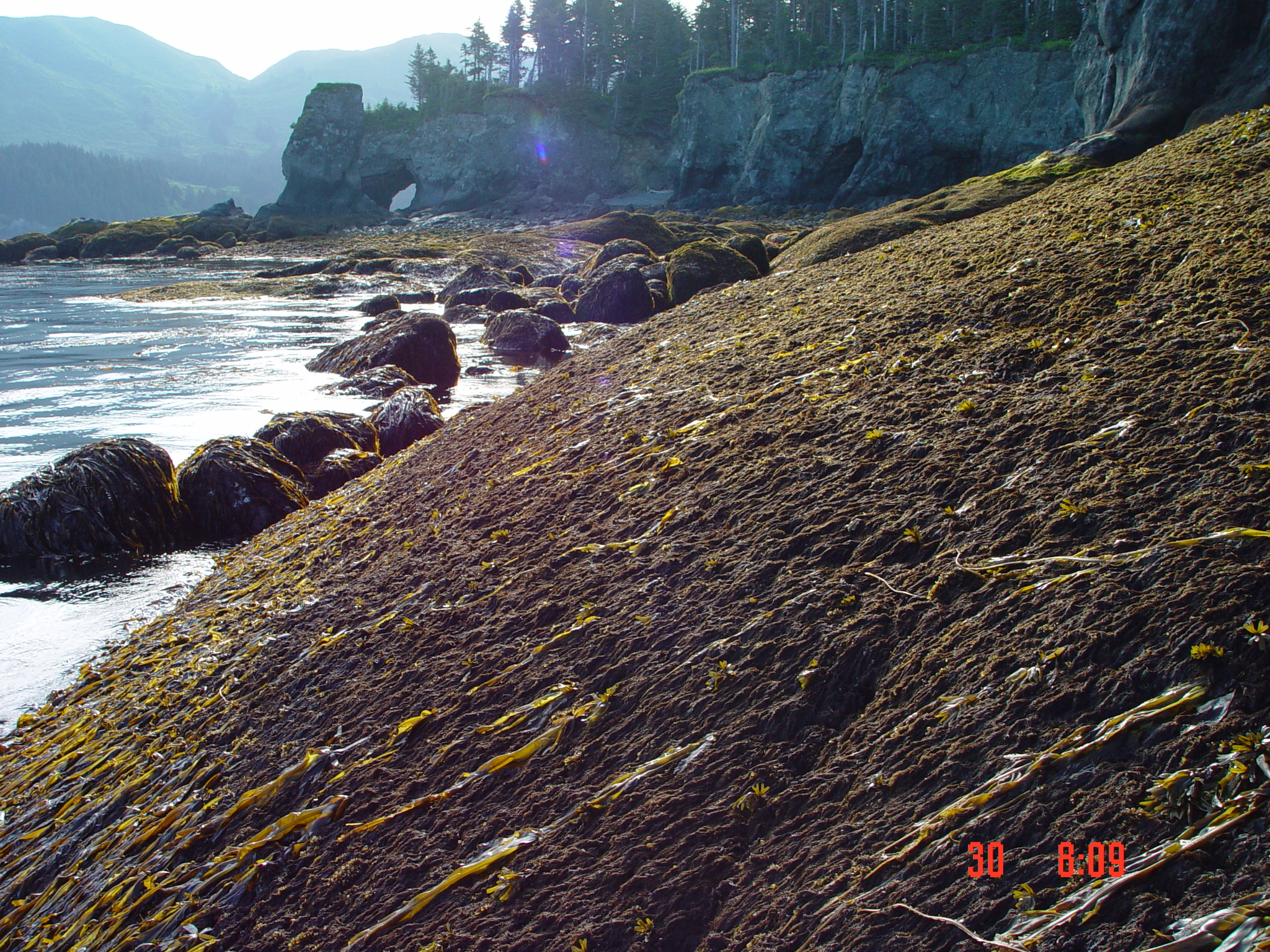 Odonthalia comosa – M. Lindeberg · Cook Inlet · June 2003