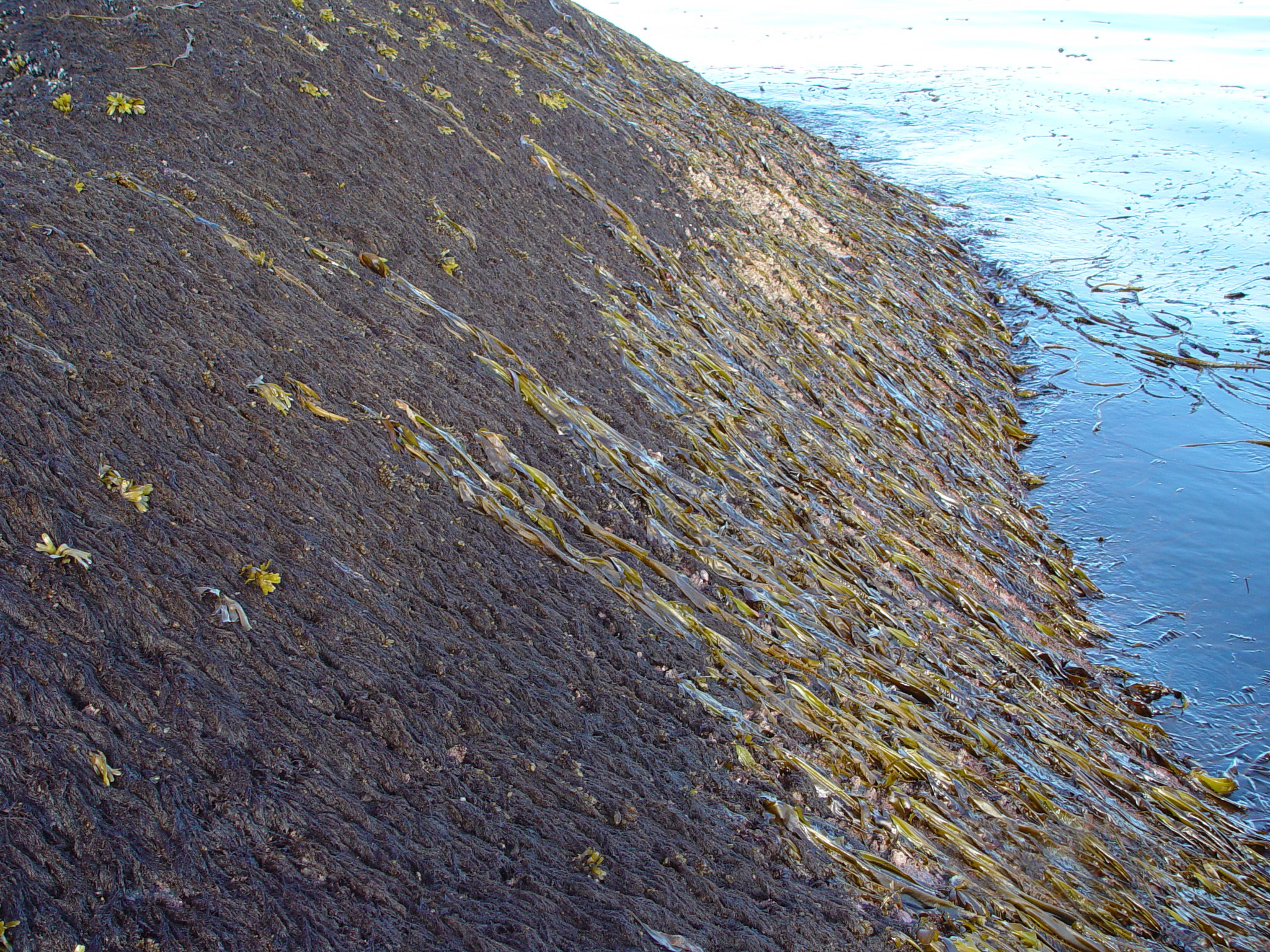 Odonthalia comosa – M. Lindeberg · Cook Inlet · June 2003