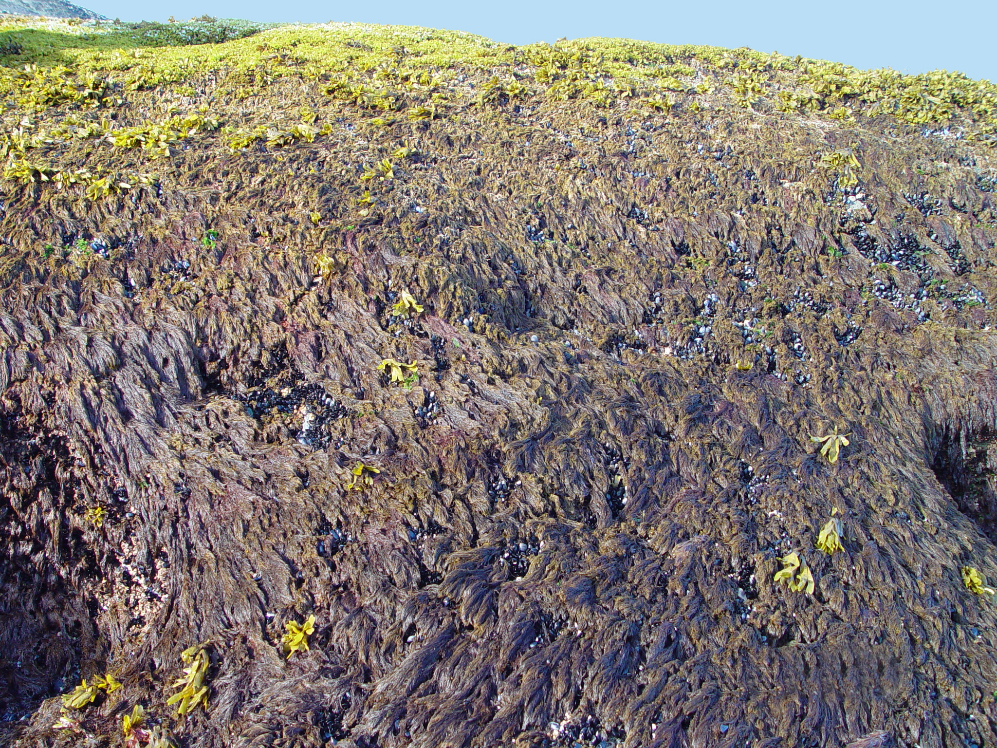 Odonthalia comosa – M. Lindeberg · Cook Inlet · June 2003