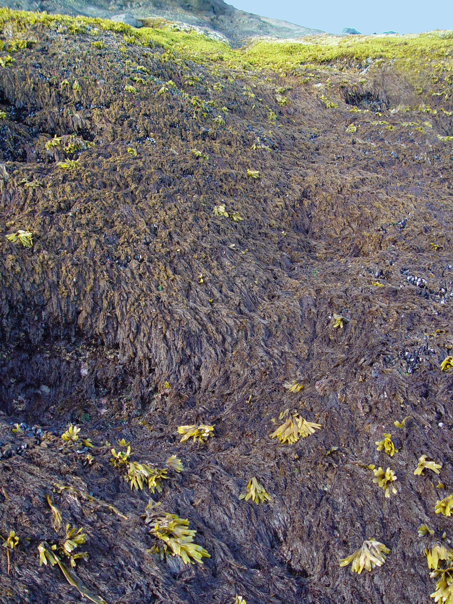 Odonthalia comosa – M. Lindeberg · Cook Inlet · June 2003
