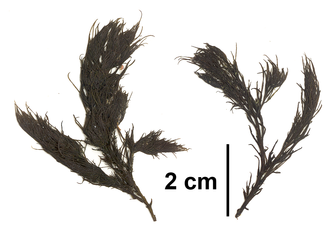 Odonthalia comosa
