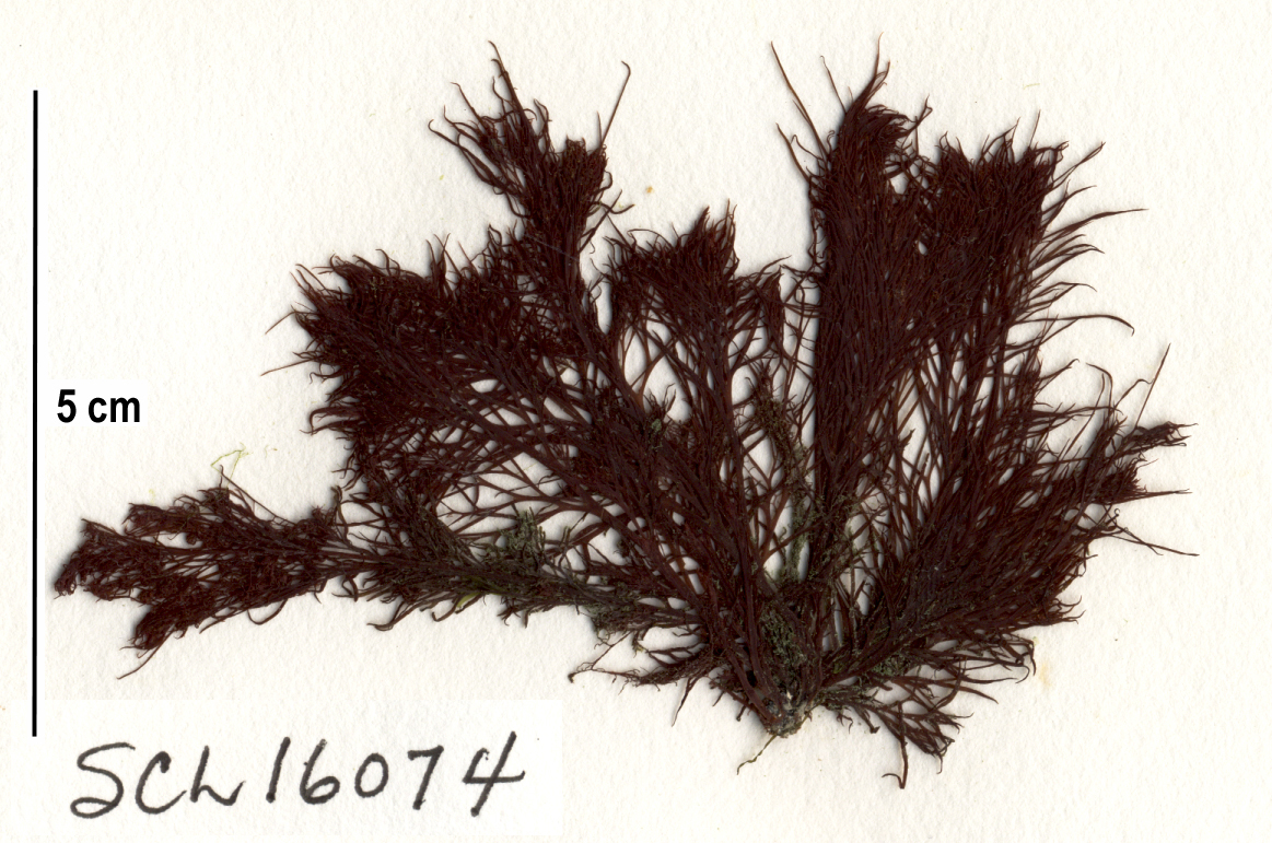 Odonthalia comosa – S. Lindstrom · Alaska Peninsula · May 2016
