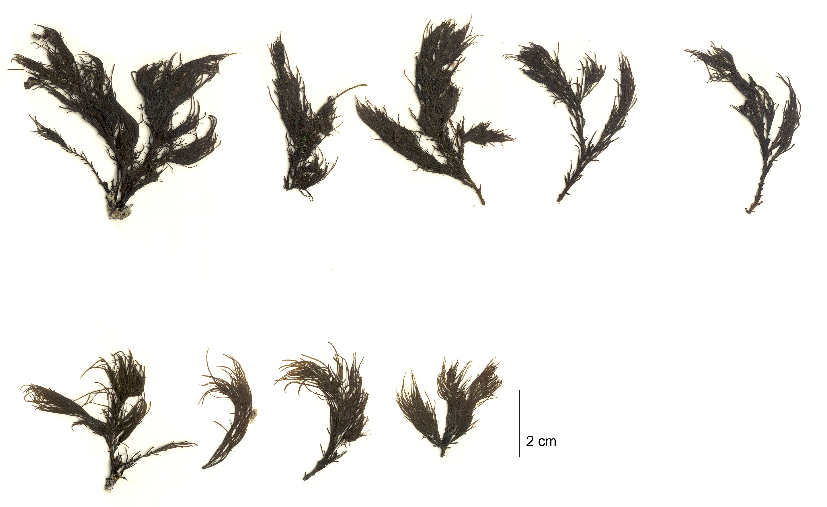 Odonthalia comosa – M. Lindeberg